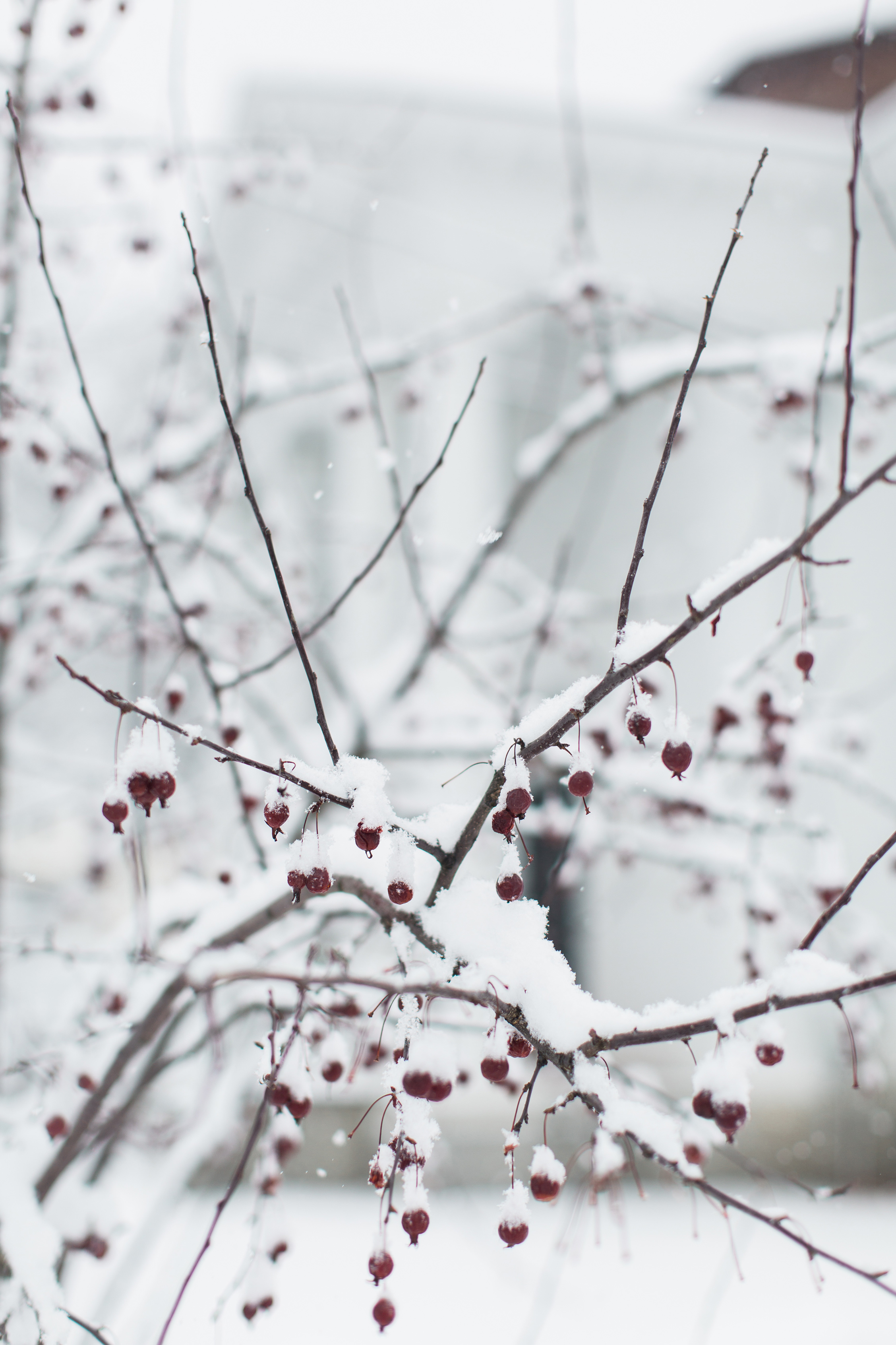 CindyGiovagnoli_New_Hampshire_New_England_snow_winter-030.jpg
