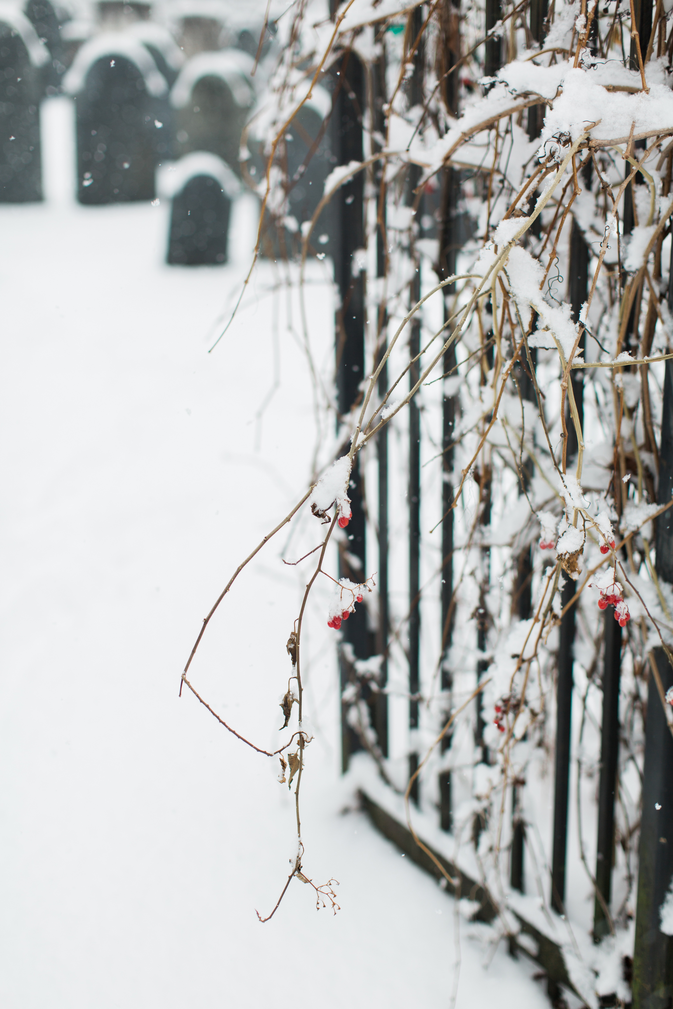 CindyGiovagnoli_New_Hampshire_New_England_snow_winter-031.jpg