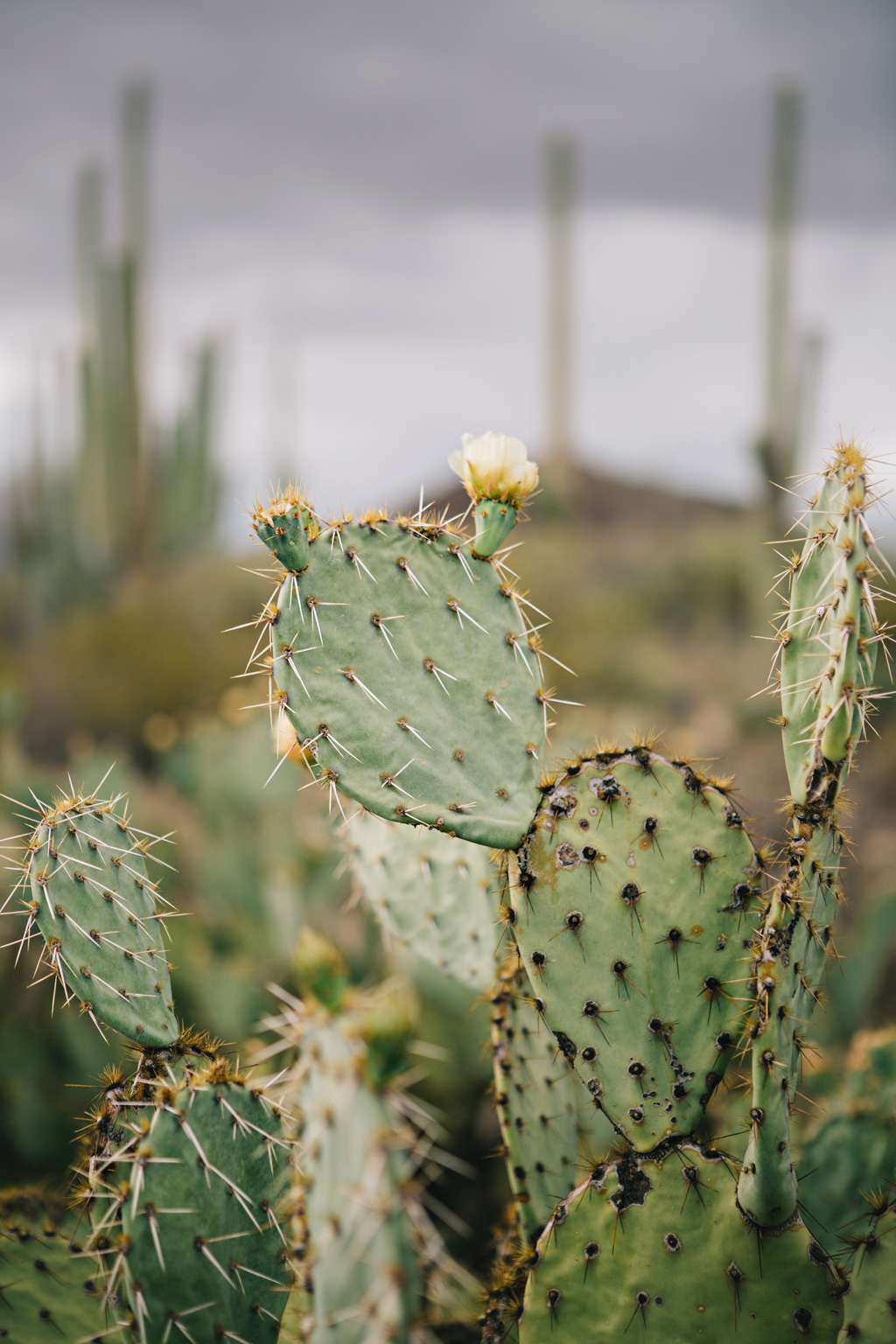 CindyGiovagnoli_Saguaro_National_Park_Tucson_Arizona_flowers_rain_spring_desert-002.jpg