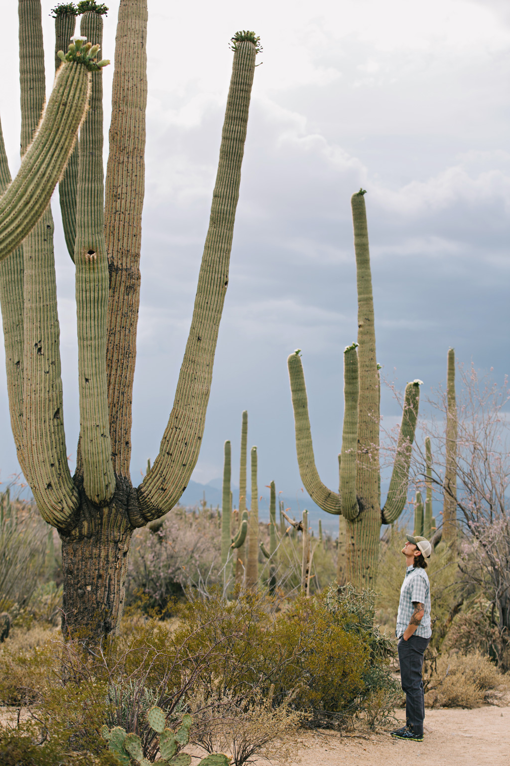 CindyGiovagnoli_Saguaro_National_Park_Tucson_Arizona_flowers_rain_spring_desert-001.jpg