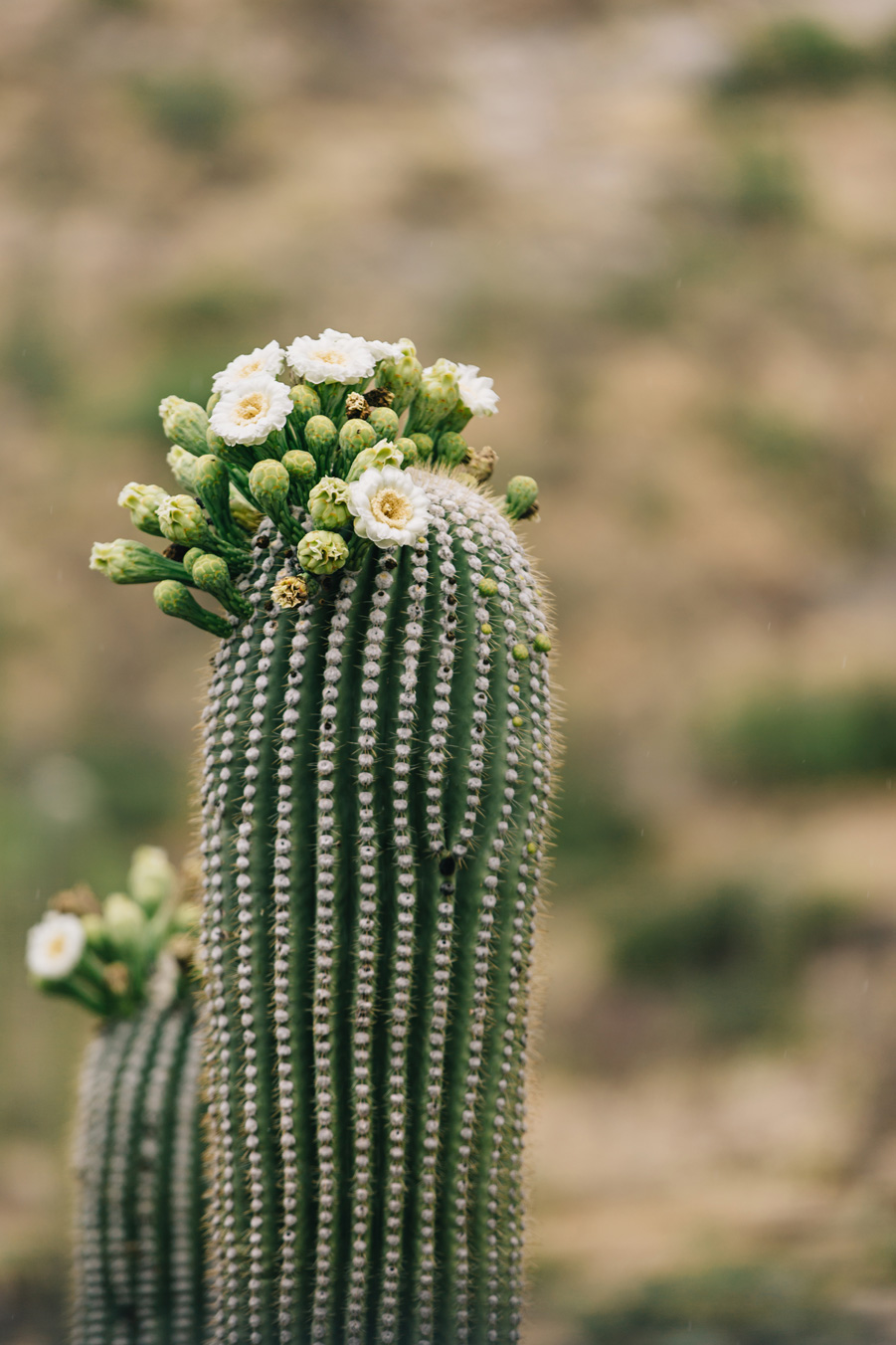 CindyGiovagnoli_Saguaro_National_Park_Tucson_Arizona_flowers_rain_spring_desert-004.jpg