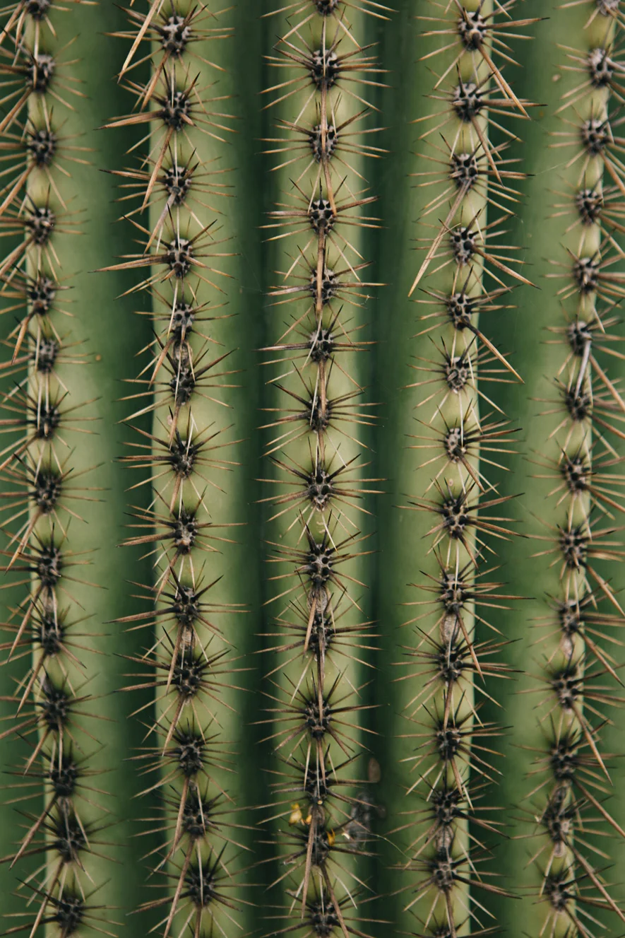 CindyGiovagnoli_Saguaro_National_Park_Tucson_Arizona_flowers_rain_spring_desert-003.jpg