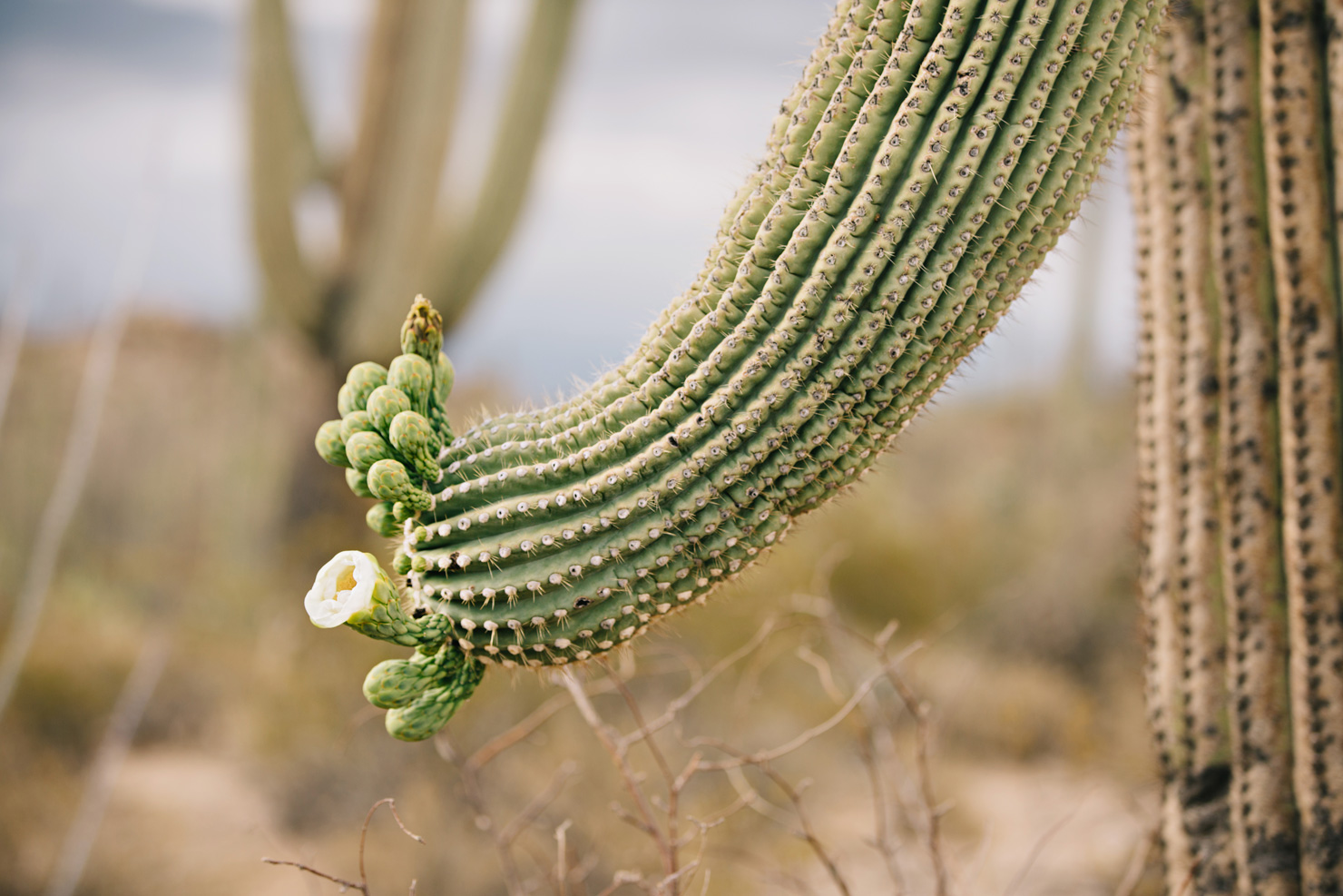 CindyGiovagnoli_Saguaro_National_Park_Tucson_Arizona_flowers_rain_spring_desert-006.jpg