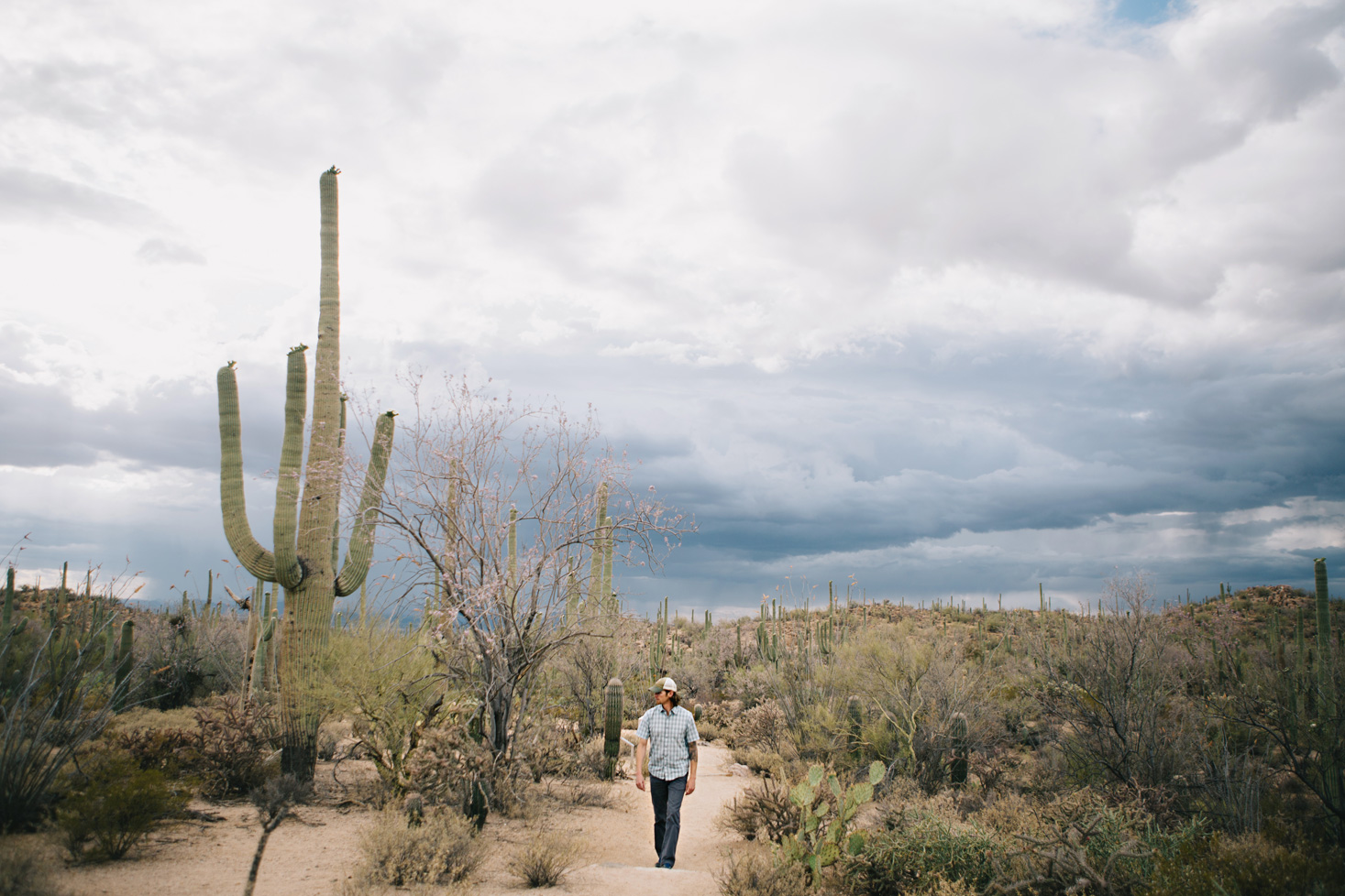 CindyGiovagnoli_Saguaro_National_Park_Tucson_Arizona_flowers_rain_spring_desert-005.jpg
