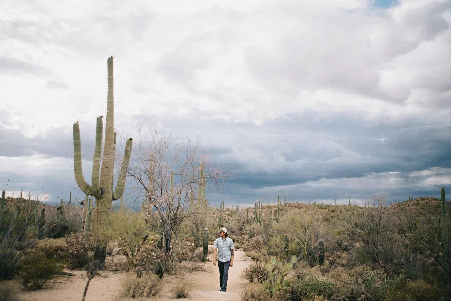 CindyGiovagnoli_Saguaro_National_Park_Tucson_Arizona_flowers_rain_spring_desert-005.jpg
