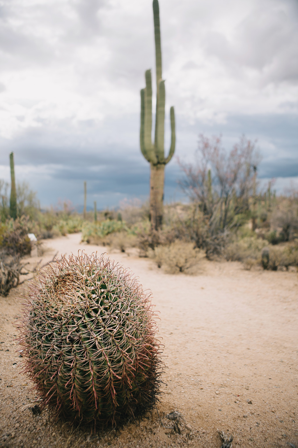 CindyGiovagnoli_Saguaro_National_Park_Tucson_Arizona_flowers_rain_spring_desert-007.jpg