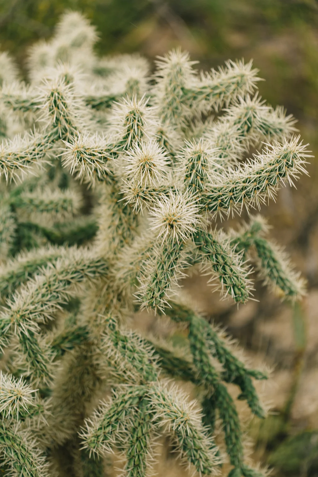 CindyGiovagnoli_Saguaro_National_Park_Tucson_Arizona_flowers_rain_spring_desert-008.jpg