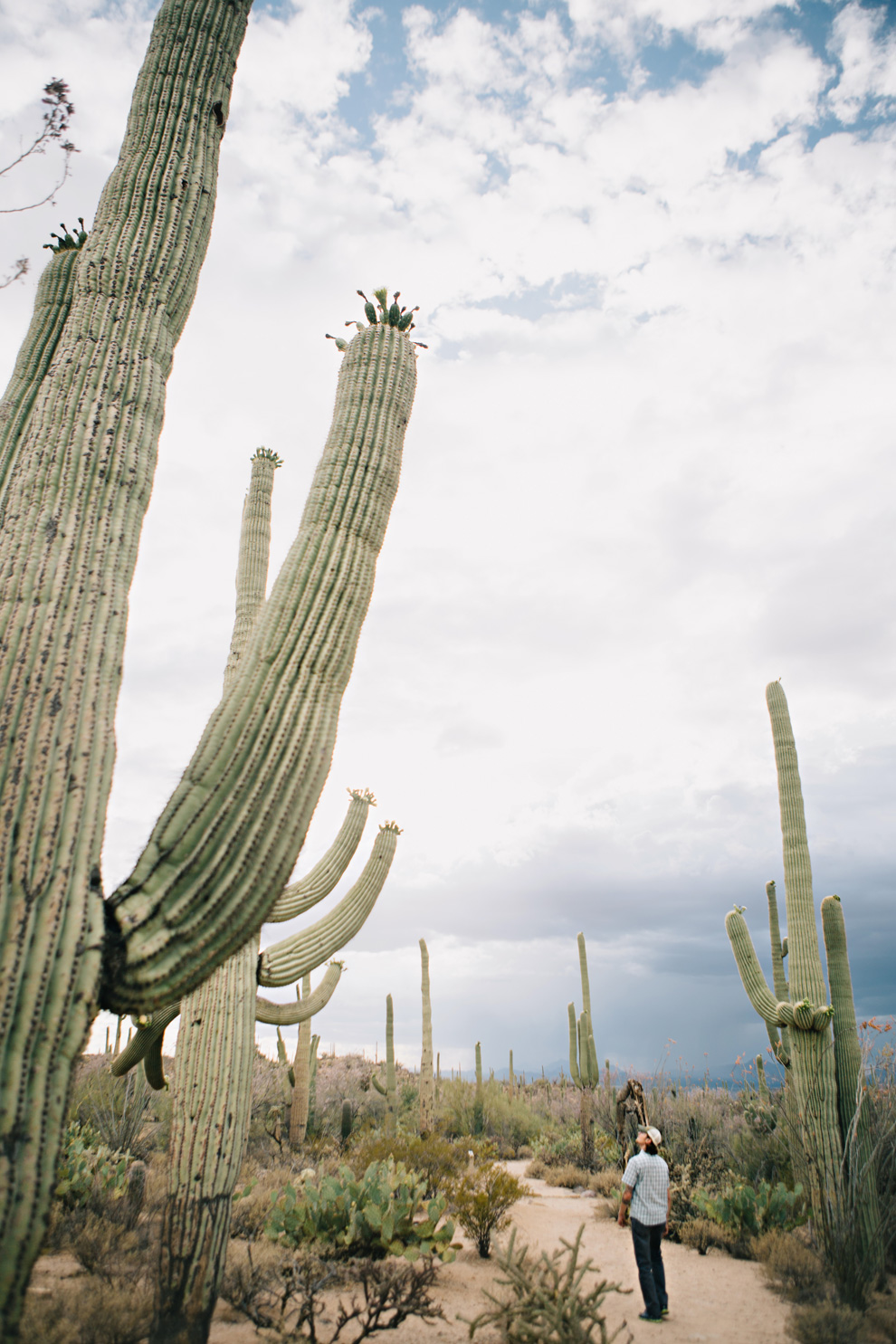 CindyGiovagnoli_Saguaro_National_Park_Tucson_Arizona_flowers_rain_spring_desert-009.jpg