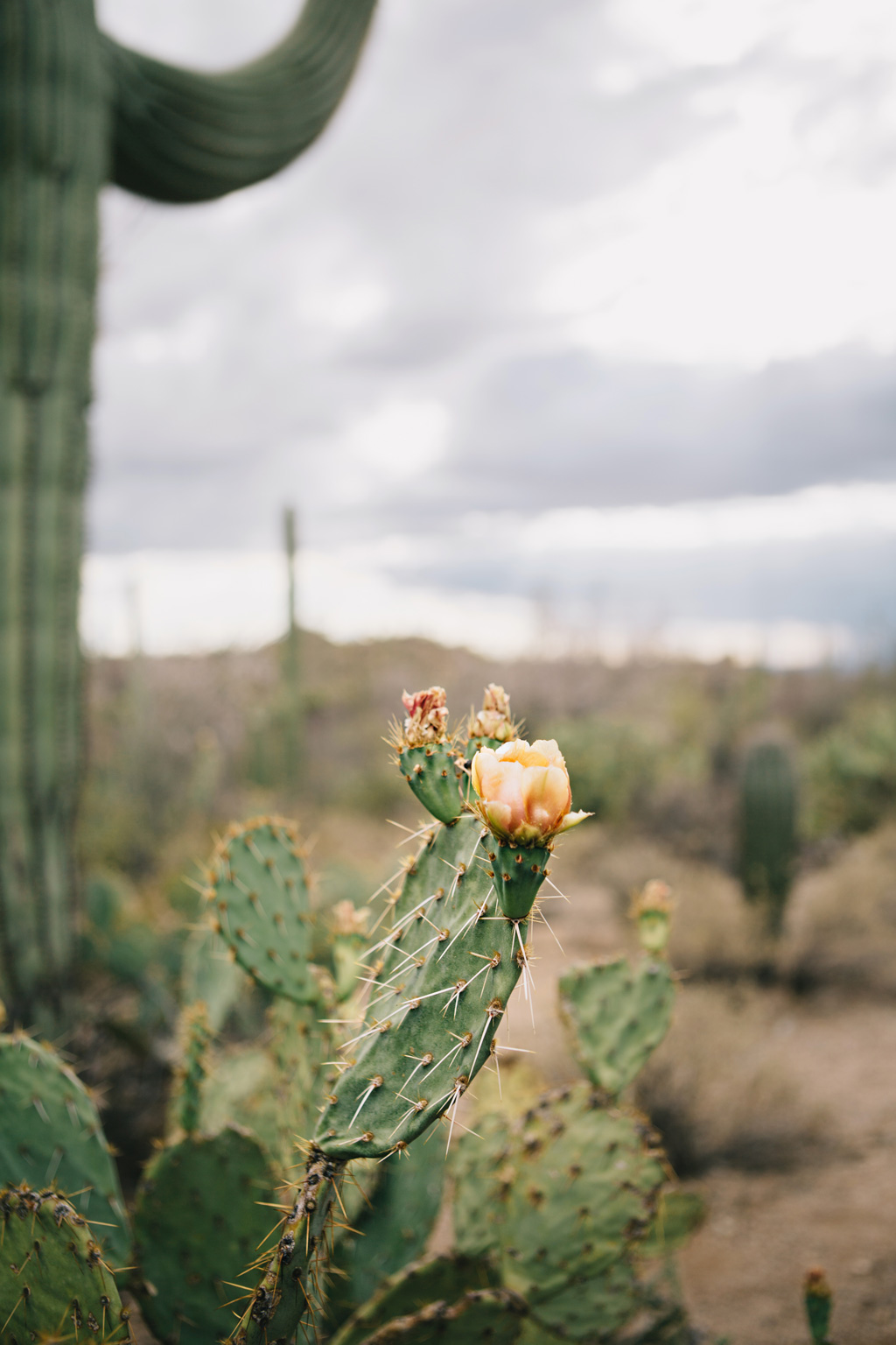 CindyGiovagnoli_Saguaro_National_Park_Tucson_Arizona_flowers_rain_spring_desert-010.jpg
