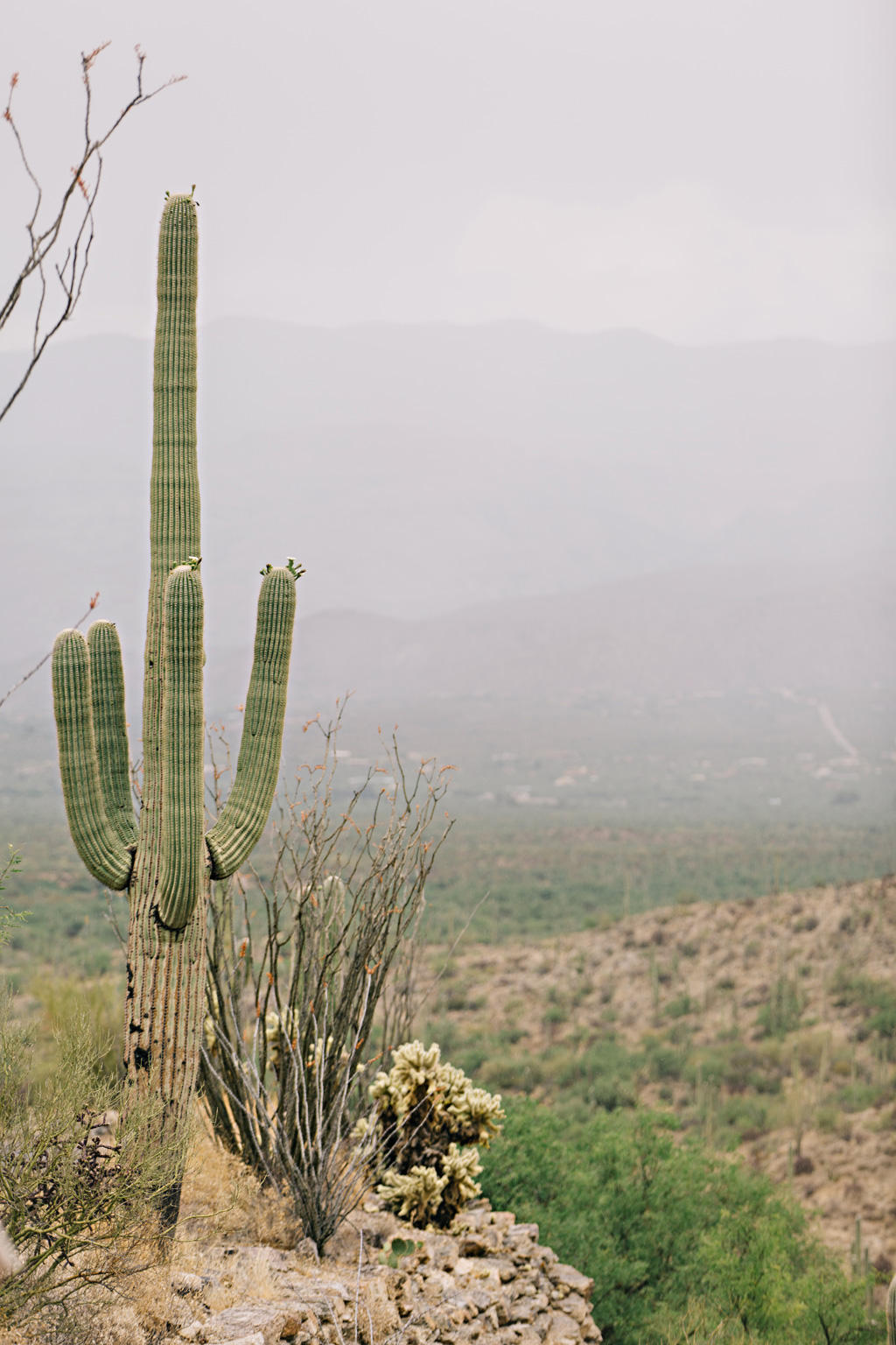 CindyGiovagnoli_Saguaro_National_Park_Tucson_Arizona_flowers_rain_spring_desert-011.jpg