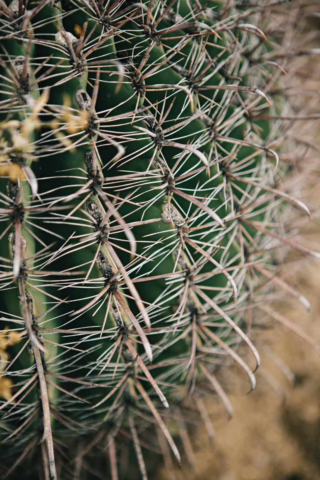 CindyGiovagnoli_Saguaro_National_Park_Tucson_Arizona_flowers_rain_spring_desert-012.jpg