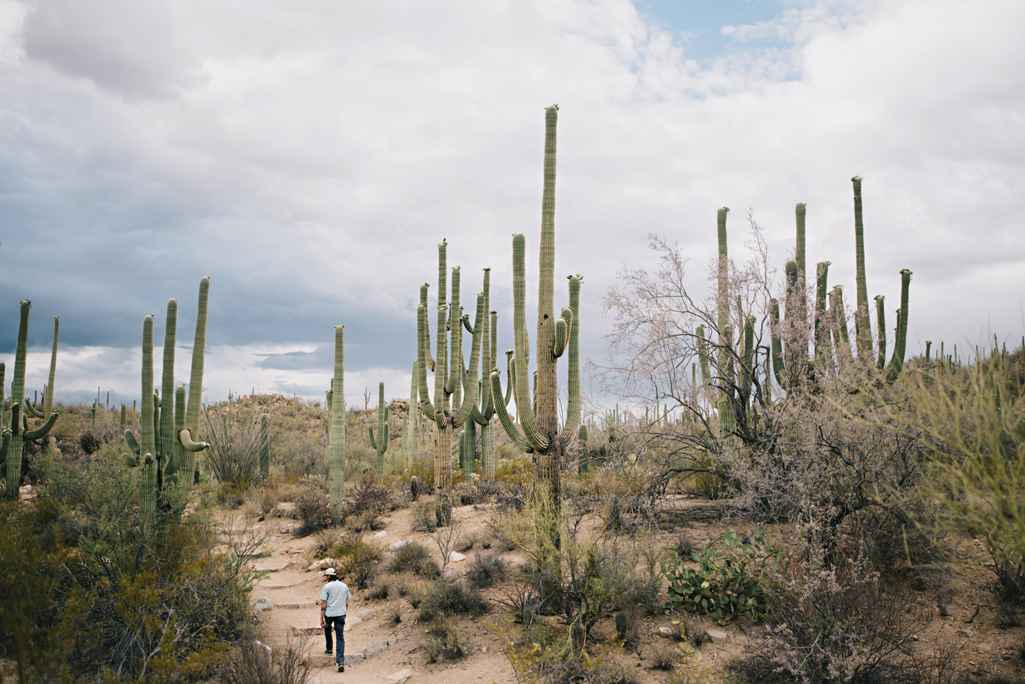 CindyGiovagnoli_Saguaro_National_Park_Tucson_Arizona_flowers_rain_spring_desert-013.jpg