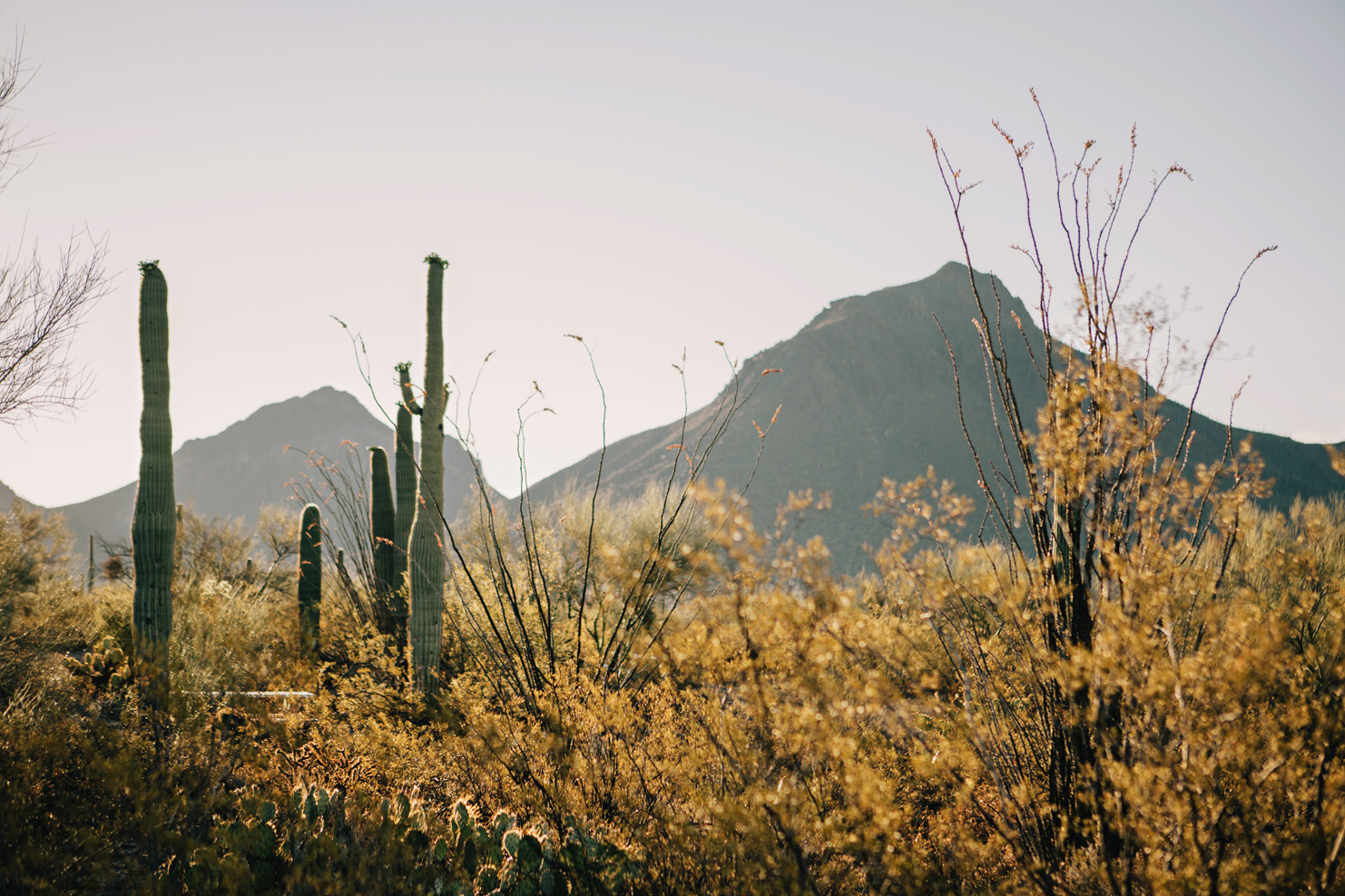 CindyGiovagnoli_Saguaro_National_Park_Tucson_Arizona_flowers_rain_spring_desert-014.jpg