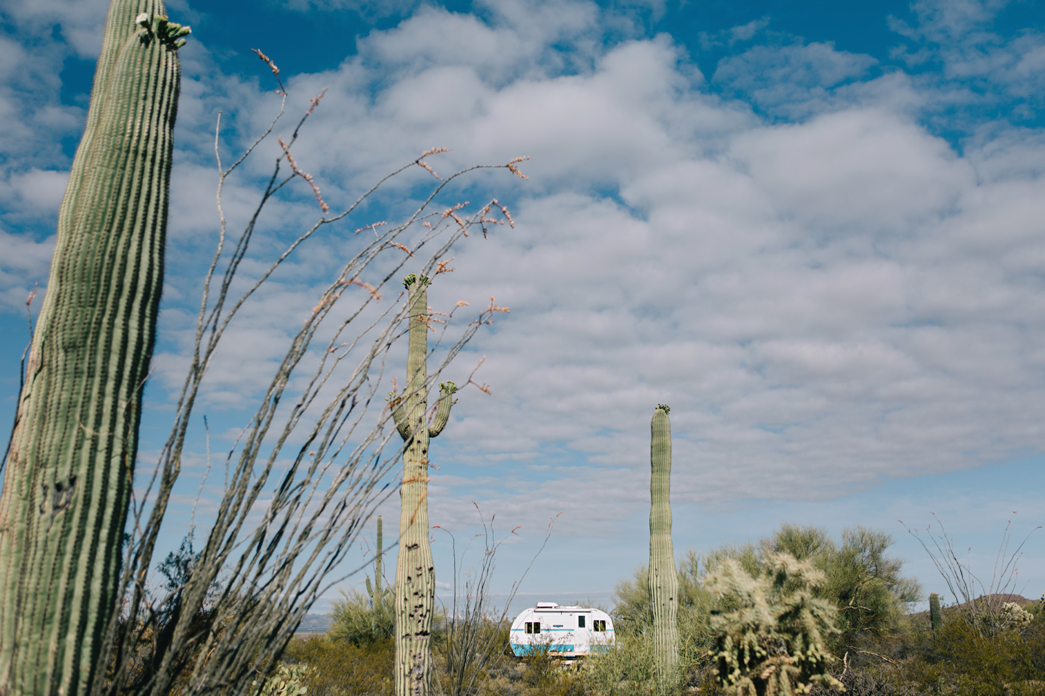 CindyGiovagnoli_Saguaro_National_Park_Tucson_Arizona_flowers_rain_spring_desert-015.jpg