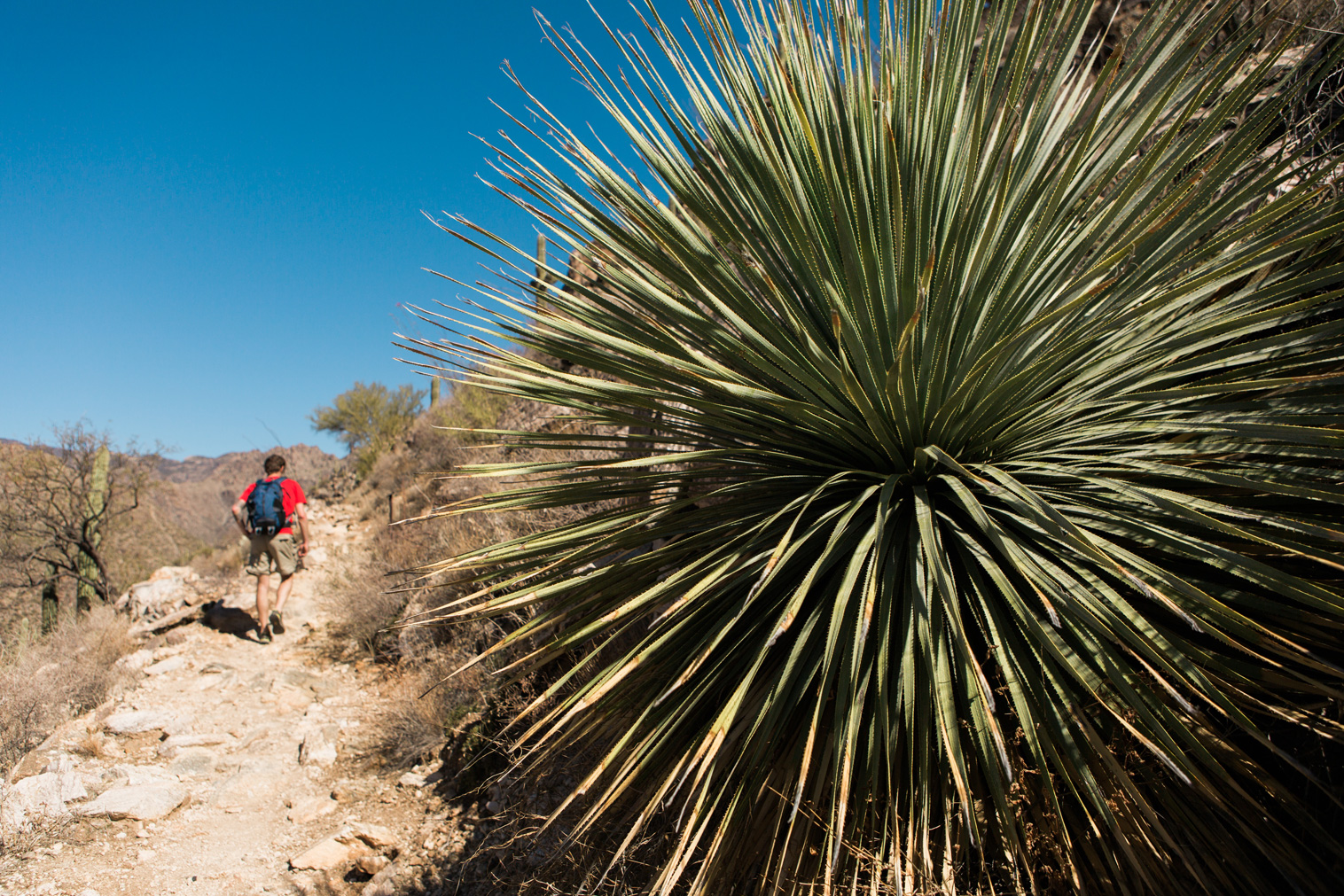CindyGiovagnoli_Tucson_Arizona_Sabino_Canyon_Phone_Line_Trail_Uinta_Brewing_saguaro_cactus_desert_hiking-001.jpg