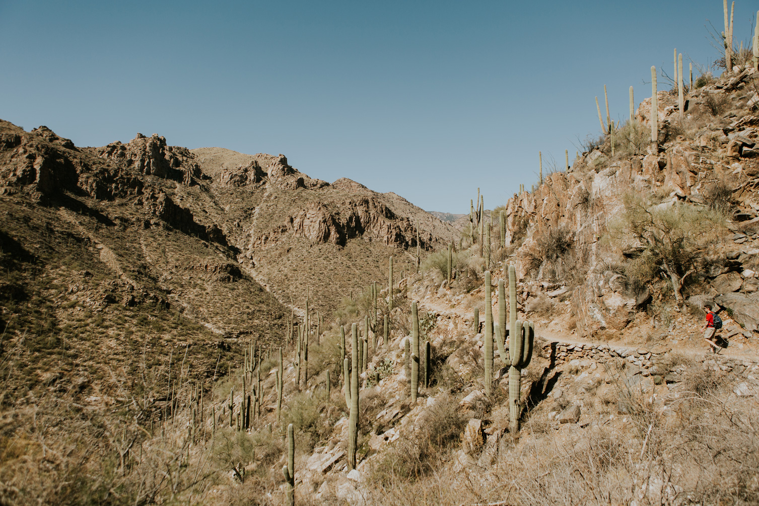 CindyGiovagnoli_Tucson_Arizona_Sabino_Canyon_Phone_Line_Trail_Uinta_Brewing_saguaro_cactus_desert_hiking-002.jpg