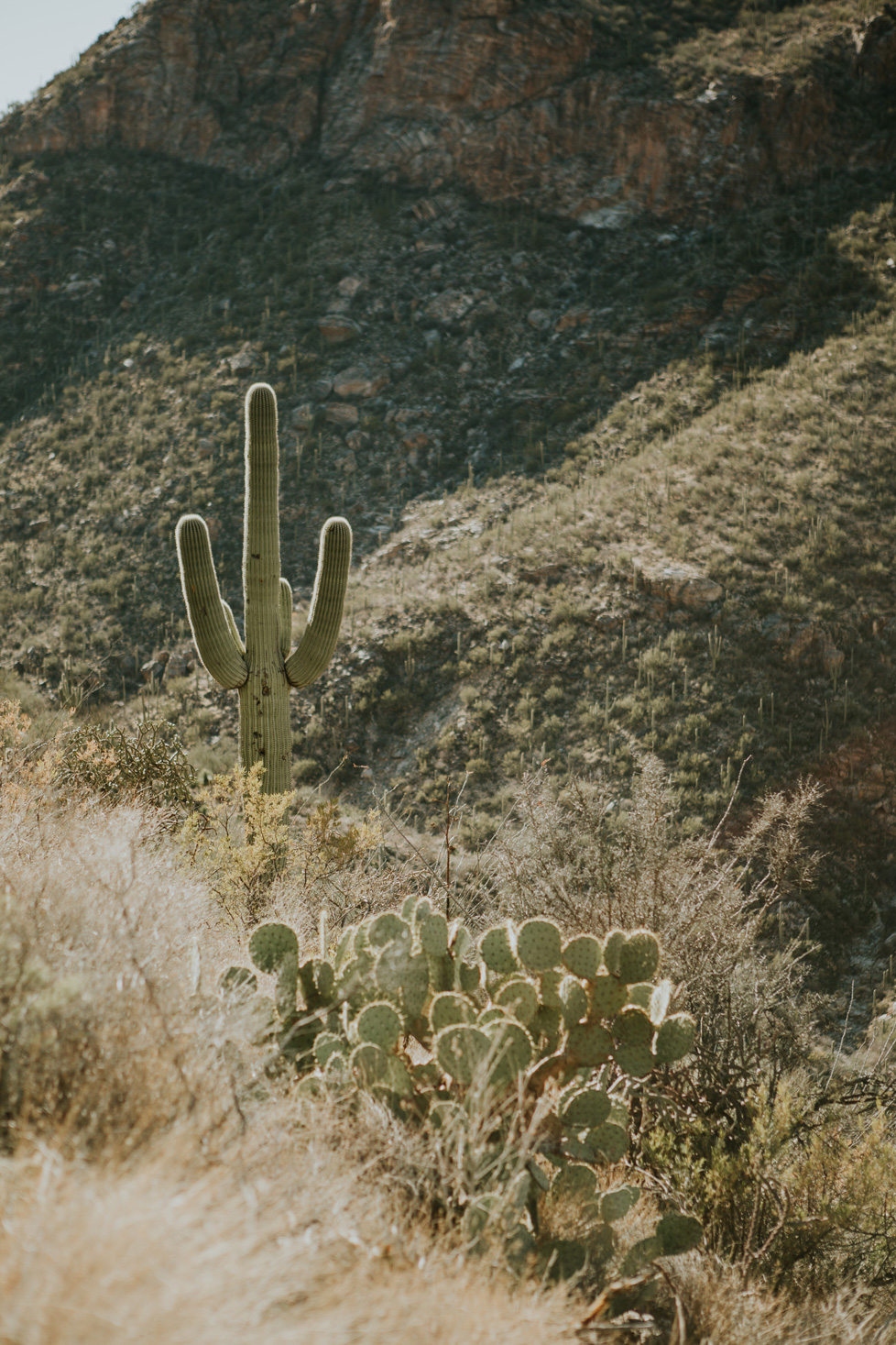 CindyGiovagnoli_Tucson_Arizona_Sabino_Canyon_Phone_Line_Trail_Uinta_Brewing_saguaro_cactus_desert_hiking-003.jpg