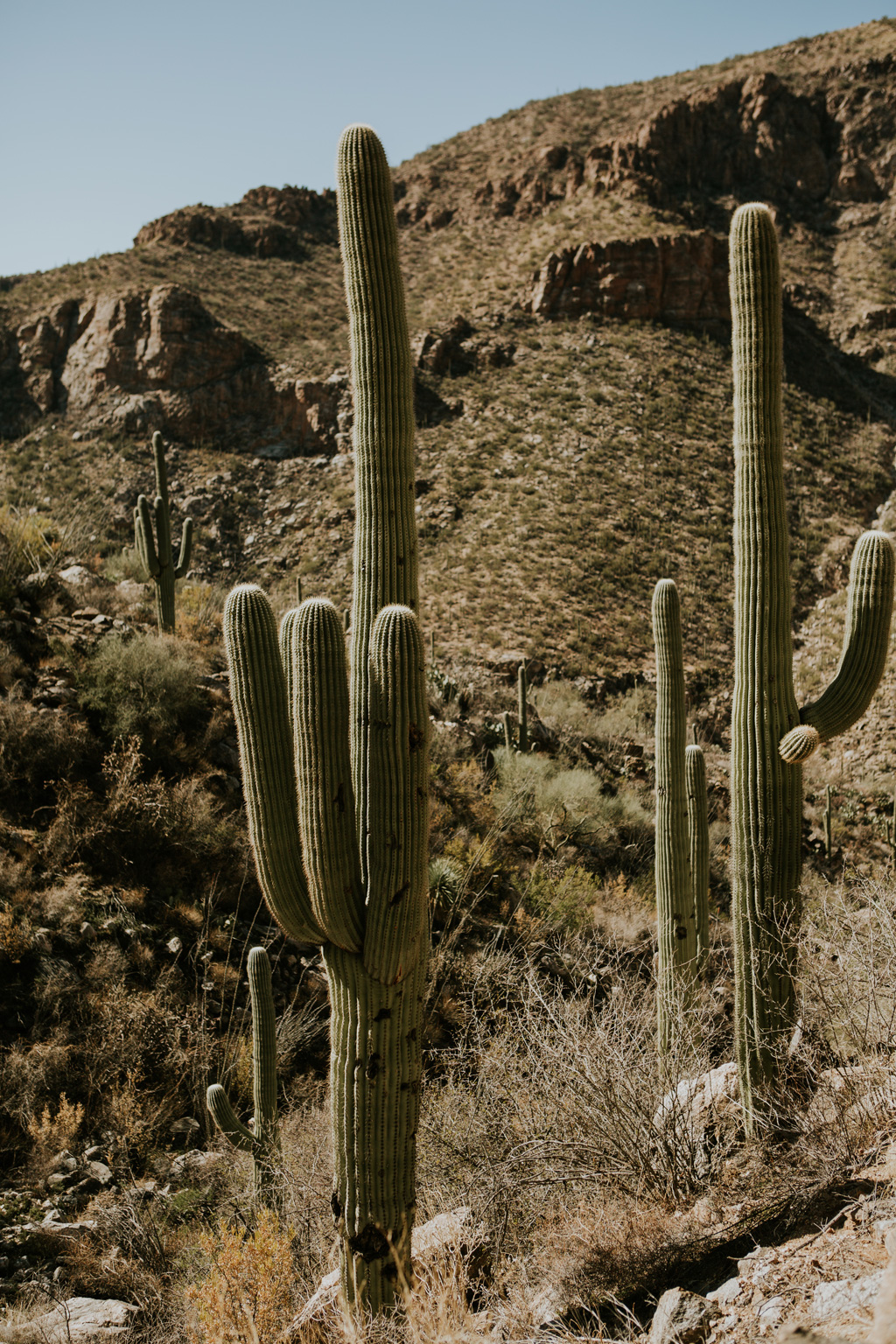 CindyGiovagnoli_Tucson_Arizona_Sabino_Canyon_Phone_Line_Trail_Uinta_Brewing_saguaro_cactus_desert_hiking-004.jpg