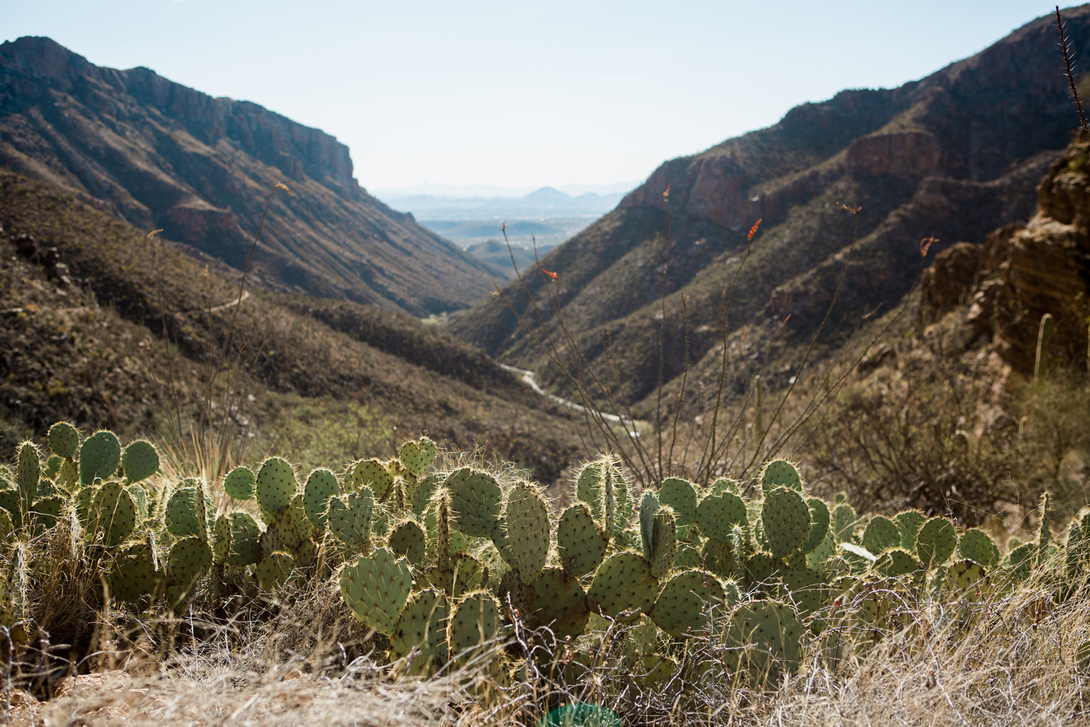CindyGiovagnoli_Tucson_Arizona_Sabino_Canyon_Phone_Line_Trail_Uinta_Brewing_saguaro_cactus_desert_hiking-005.jpg