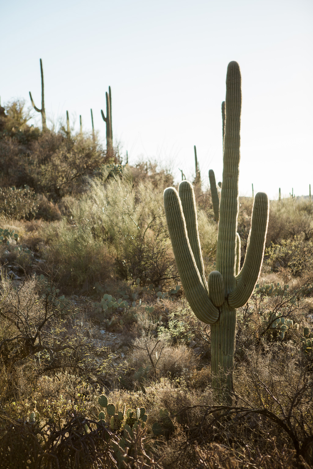 CindyGiovagnoli_Tucson_Arizona_Sabino_Canyon_Phone_Line_Trail_Uinta_Brewing_saguaro_cactus_desert_hiking-011.jpg