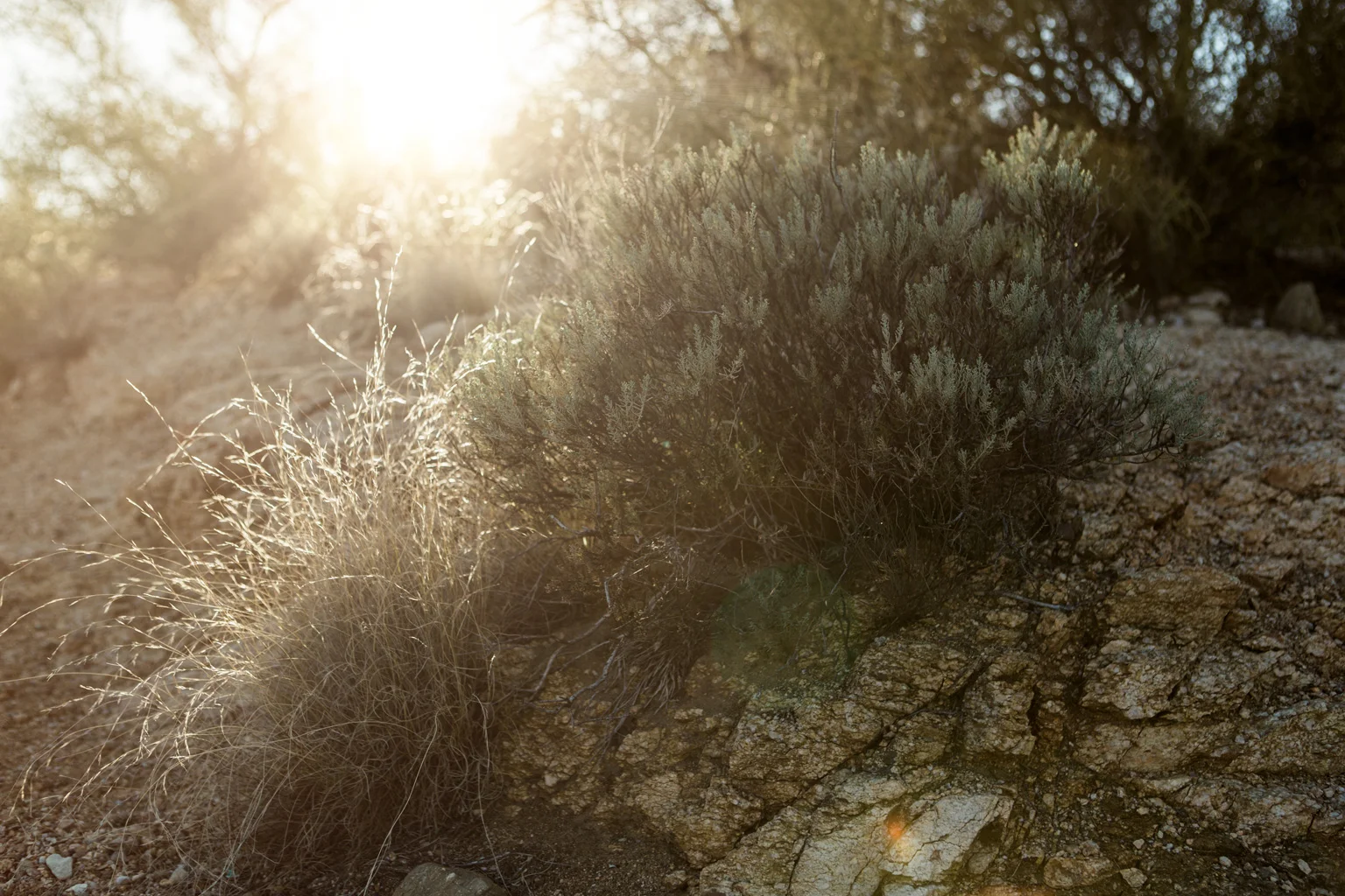 CindyGiovagnoli_Tucson_Arizona_Sabino_Canyon_Phone_Line_Trail_Uinta_Brewing_saguaro_cactus_desert_hiking-012.jpg