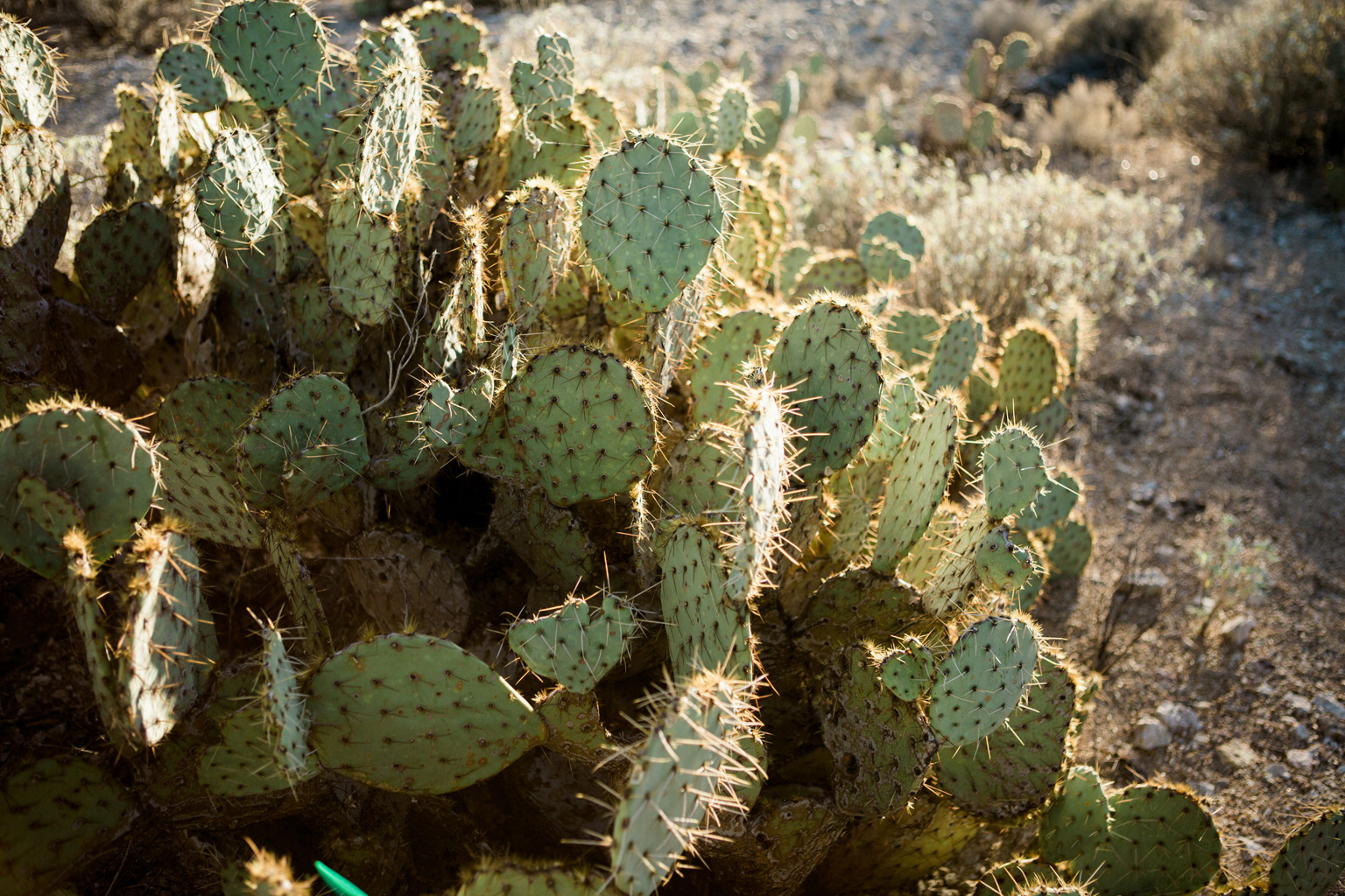 CindyGiovagnoli_Tucson_Arizona_Sabino_Canyon_Phone_Line_Trail_Uinta_Brewing_saguaro_cactus_desert_hiking-014.jpg