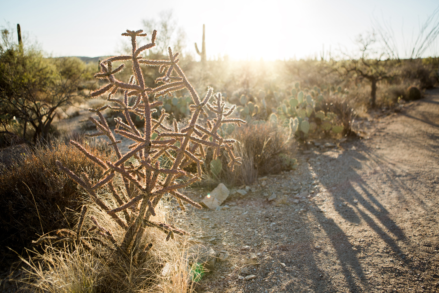 CindyGiovagnoli_Tucson_Arizona_Sabino_Canyon_Phone_Line_Trail_Uinta_Brewing_saguaro_cactus_desert_hiking-015.jpg