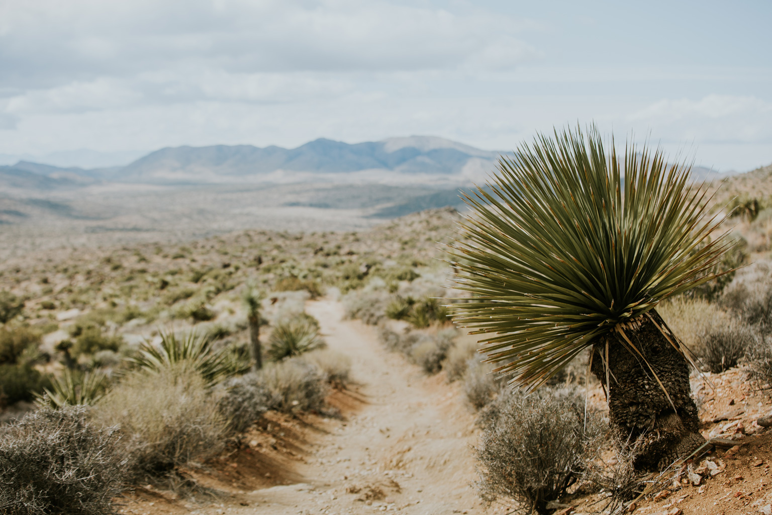 CindyGiovagnoli_Joshua_Tree_National_Park_California_Mojave_Desert_Cholla_Garden_Hidden_Valley_climbing_hiking_camping-001.jpg