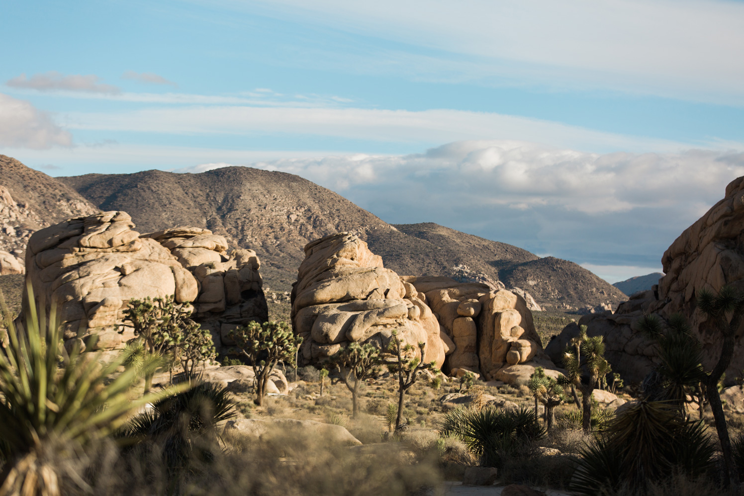 CindyGiovagnoli_Joshua_Tree_National_Park_California_Mojave_Desert_Cholla_Garden_Hidden_Valley_climbing_hiking_camping-006.jpg