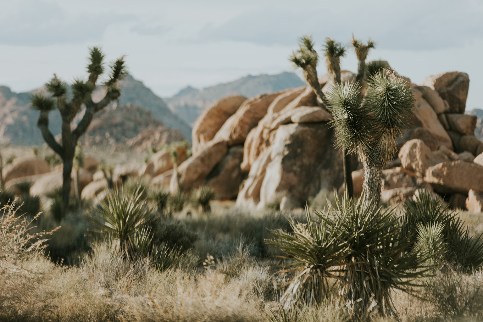 CindyGiovagnoli_Joshua_Tree_National_Park_California_Mojave_Desert_Cholla_Garden_Hidden_Valley_climbing_hiking_camping-014.jpg