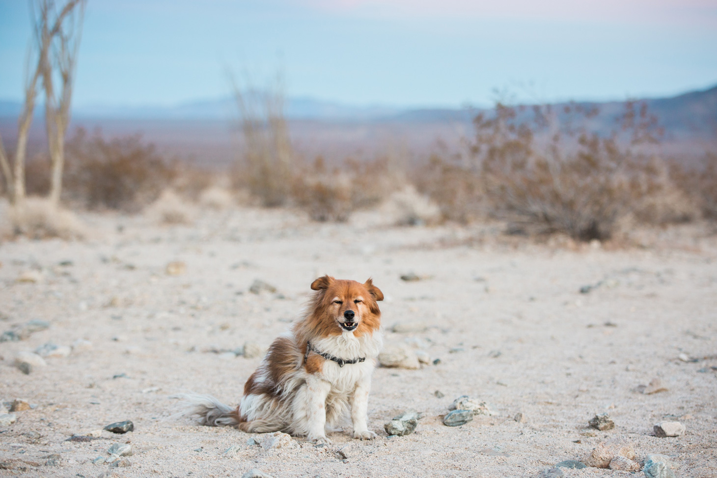 CindyGiovagnoli_Joshua_Tree_National_Park_California_Mojave_Desert_Cholla_Garden_Hidden_Valley_climbing_hiking_camping-017.jpg