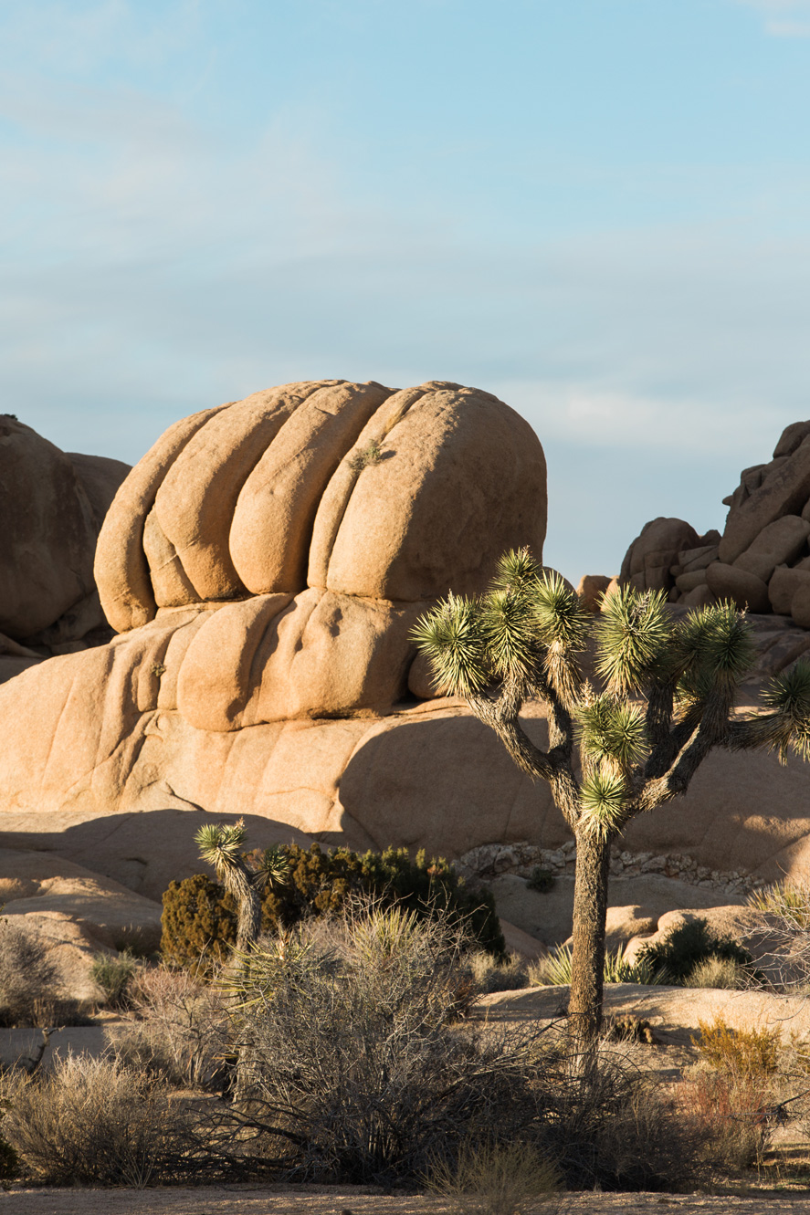 CindyGiovagnoli_Joshua_Tree_National_Park_California_Mojave_Desert_Cholla_Garden_Hidden_Valley_climbing_hiking_camping-018.jpg