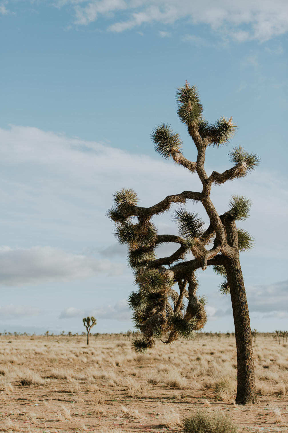 CindyGiovagnoli_Joshua_Tree_National_Park_California_Mojave_Desert_Cholla_Garden_Hidden_Valley_climbing_hiking_camping-019.jpg