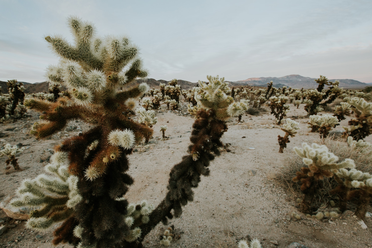 CindyGiovagnoli_Joshua_Tree_National_Park_California_Mojave_Desert_Cholla_Garden_Hidden_Valley_climbing_hiking_camping-020.jpg