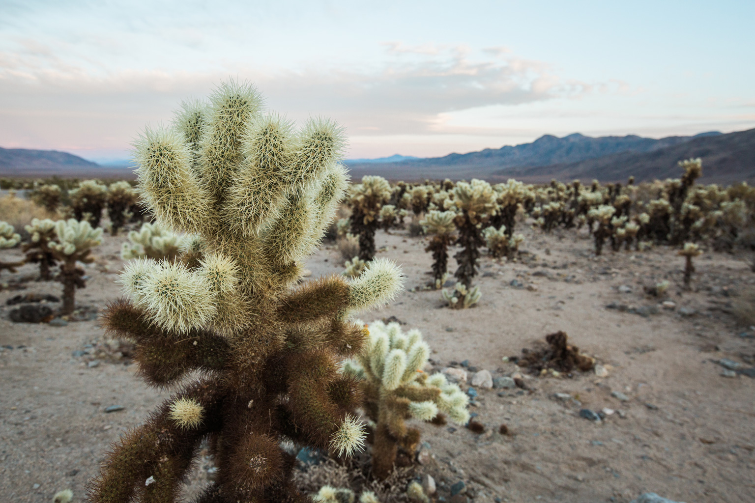 CindyGiovagnoli_Joshua_Tree_National_Park_California_Mojave_Desert_Cholla_Garden_Hidden_Valley_climbing_hiking_camping-030.jpg