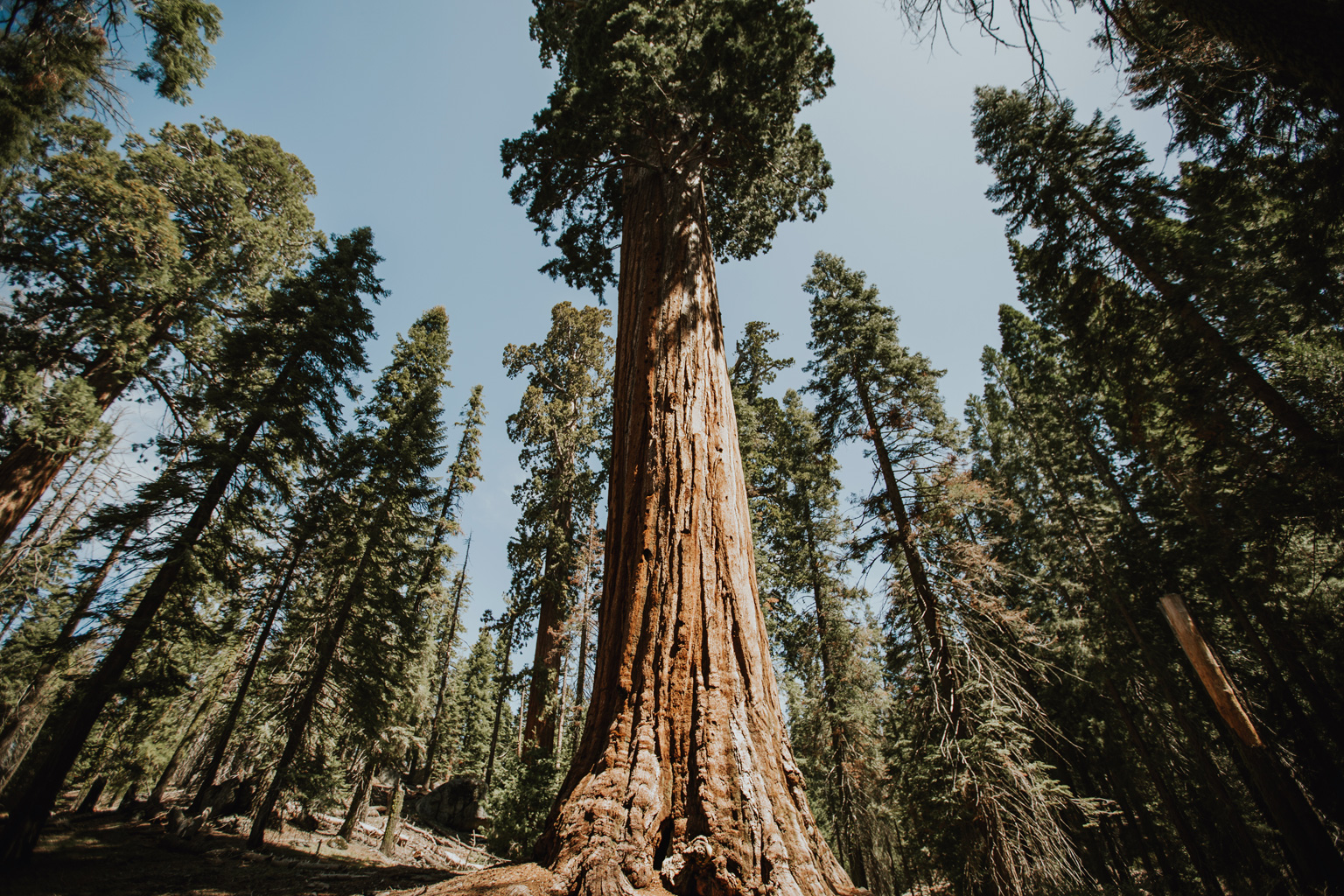 CindyGiovagnoli_Sedona_Arizona_Sequoia_Kings_Canyon_National_Park_California_giant_sequoia_trees_Kings_River_hiking_camping-003.jpg