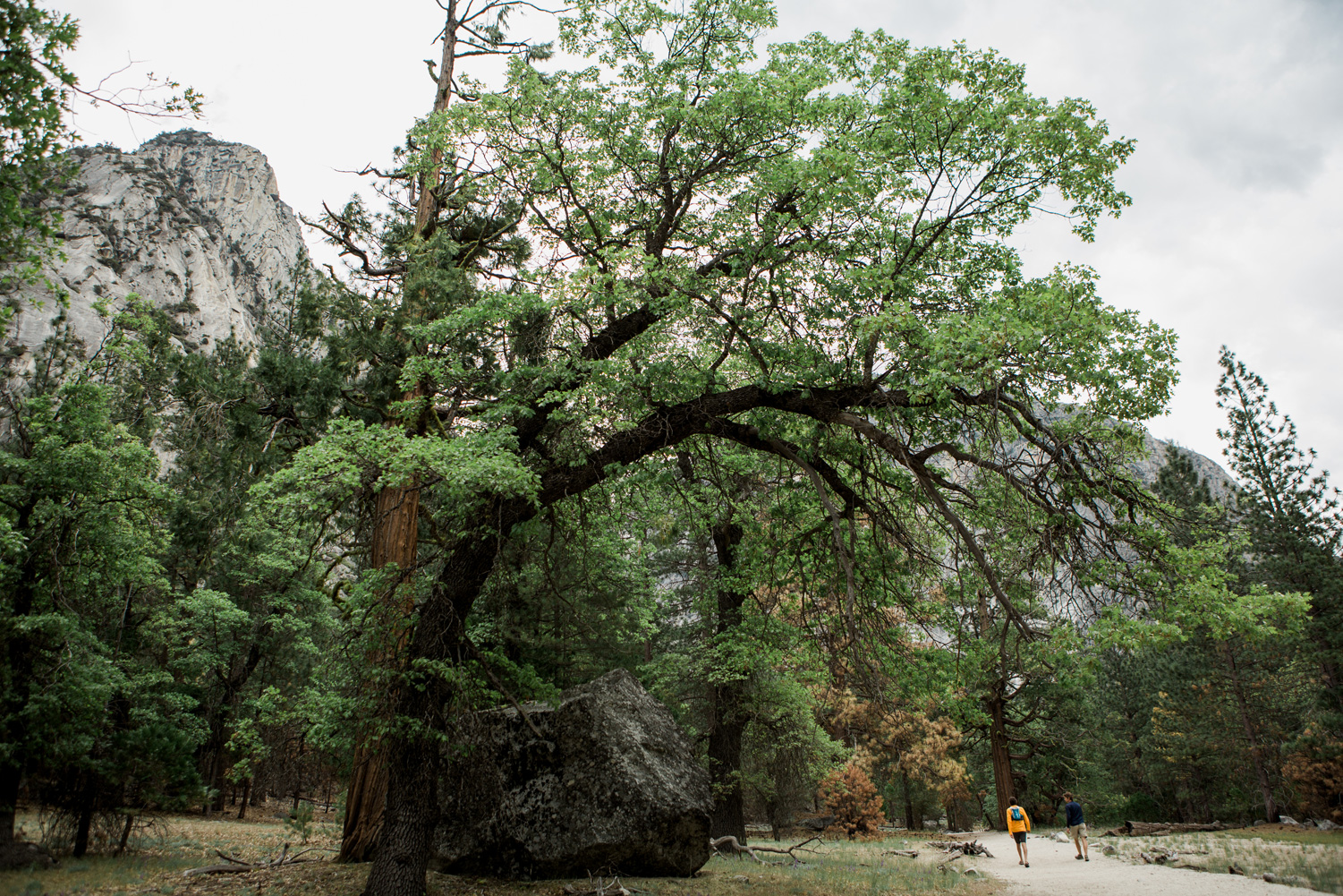 CindyGiovagnoli_Sedona_Arizona_Sequoia_Kings_Canyon_National_Park_California_giant_sequoia_trees_Kings_River_hiking_camping-007.jpg