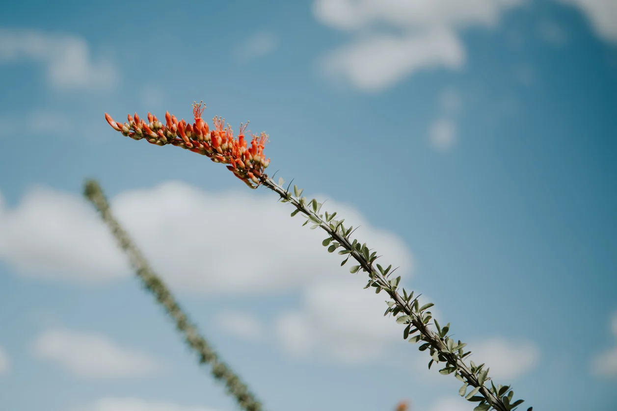 CindyGiovagnoli_Tucson_Arizona_MtLemmon_camping_Saguaro_desert_ocotillo-004.jpg