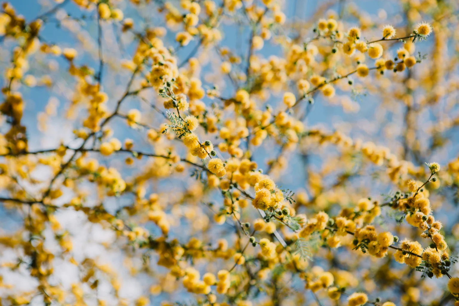 CindyGiovagnoli_Tucson_Arizona_MtLemmon_camping_Saguaro_desert_ocotillo-009.jpg