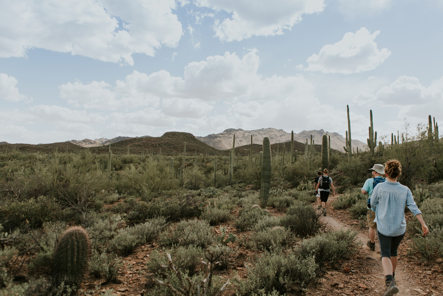 CindyGiovagnoli_Tucson_Arizona_MtLemmon_camping_Saguaro_desert_ocotillo-013.jpg