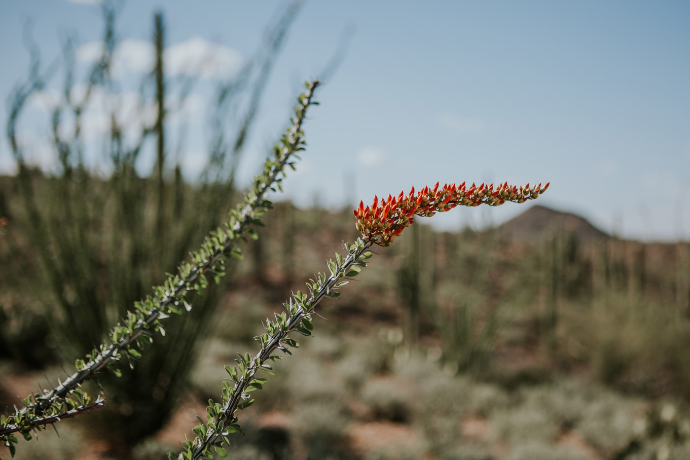 CindyGiovagnoli_Tucson_Arizona_MtLemmon_camping_Saguaro_desert_ocotillo-018.jpg