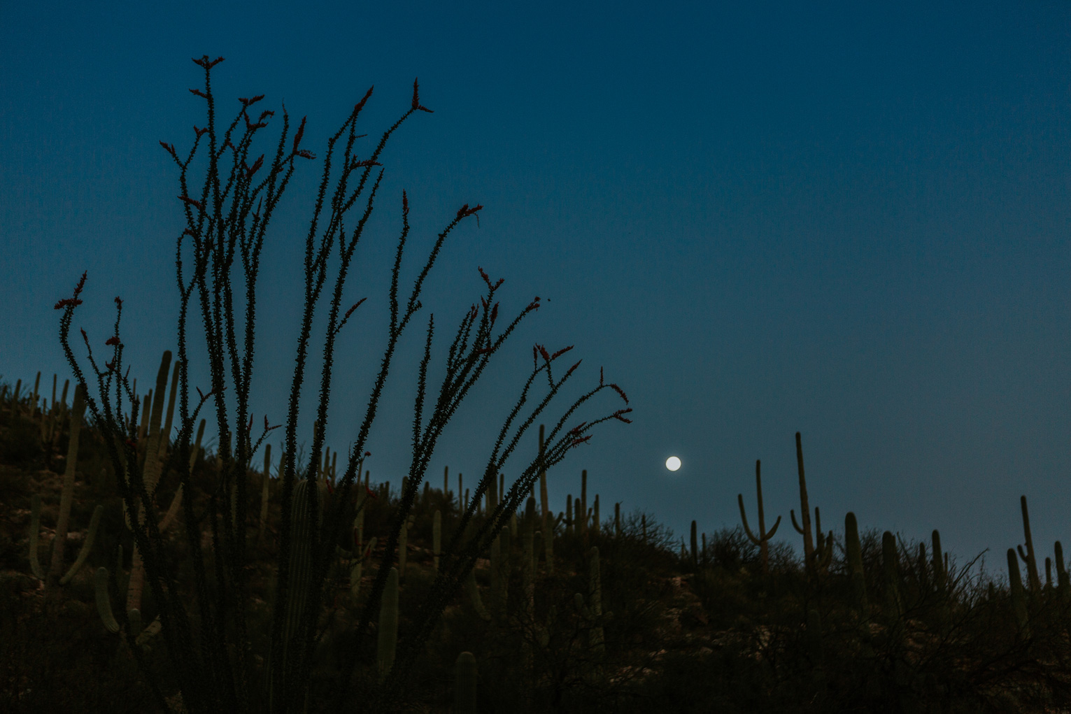 CindyGiovagnoli_Tucson_Arizona_MtLemmon_camping_Saguaro_desert_ocotillo-019.jpg