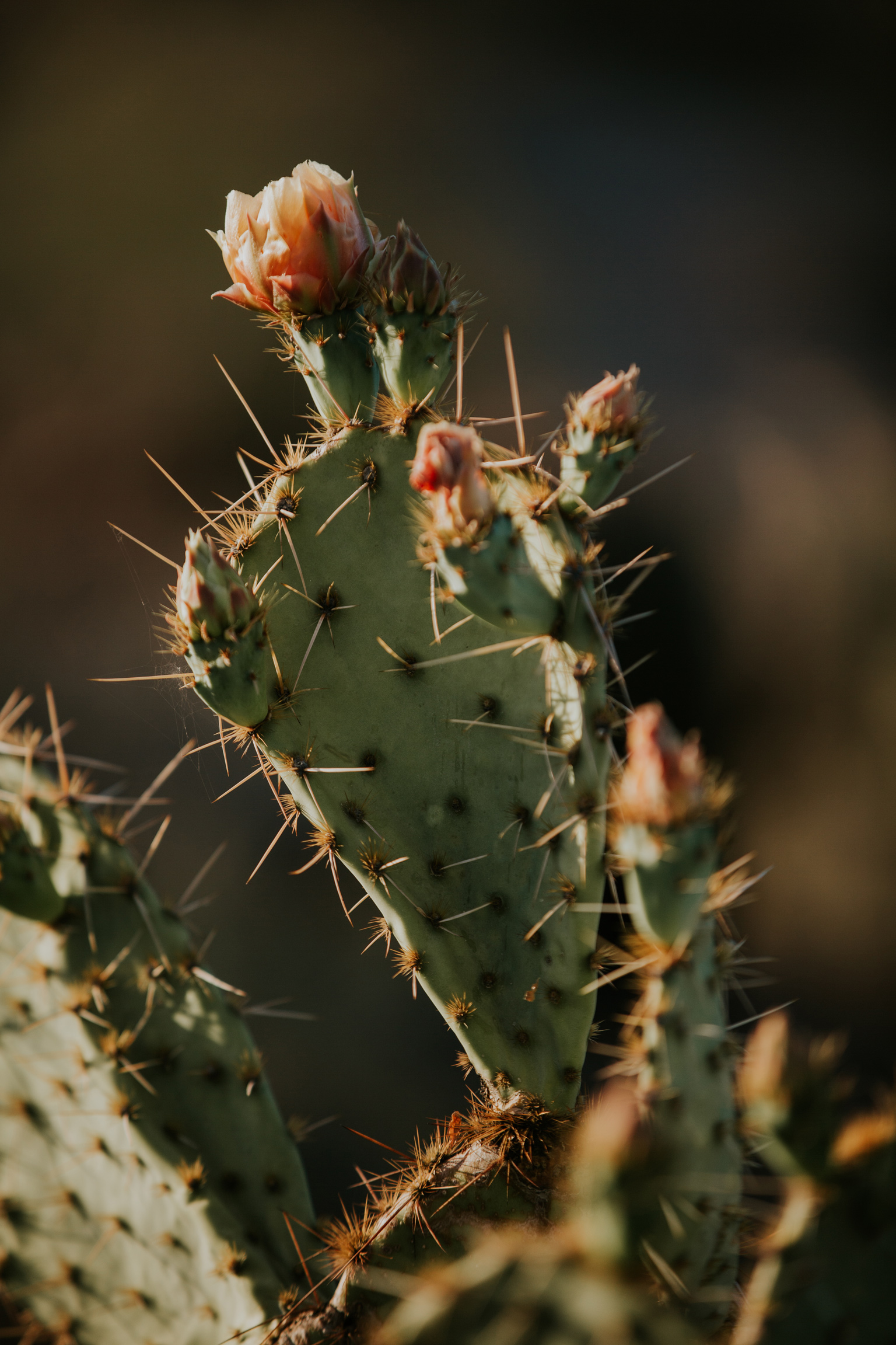 CindyGiovagnoli_Tucson_Arizona_Saguaro_National_Park_cactus_sunset_blooming_spring_sunset_petroglyphs_Native_American_indigenous-003.jpg