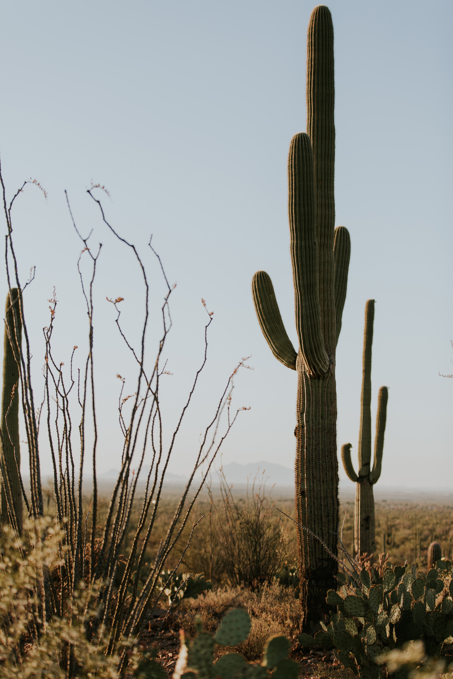 CindyGiovagnoli_Tucson_Arizona_Saguaro_National_Park_cactus_sunset_blooming_spring_sunset_petroglyphs_Native_American_indigenous-002.jpg