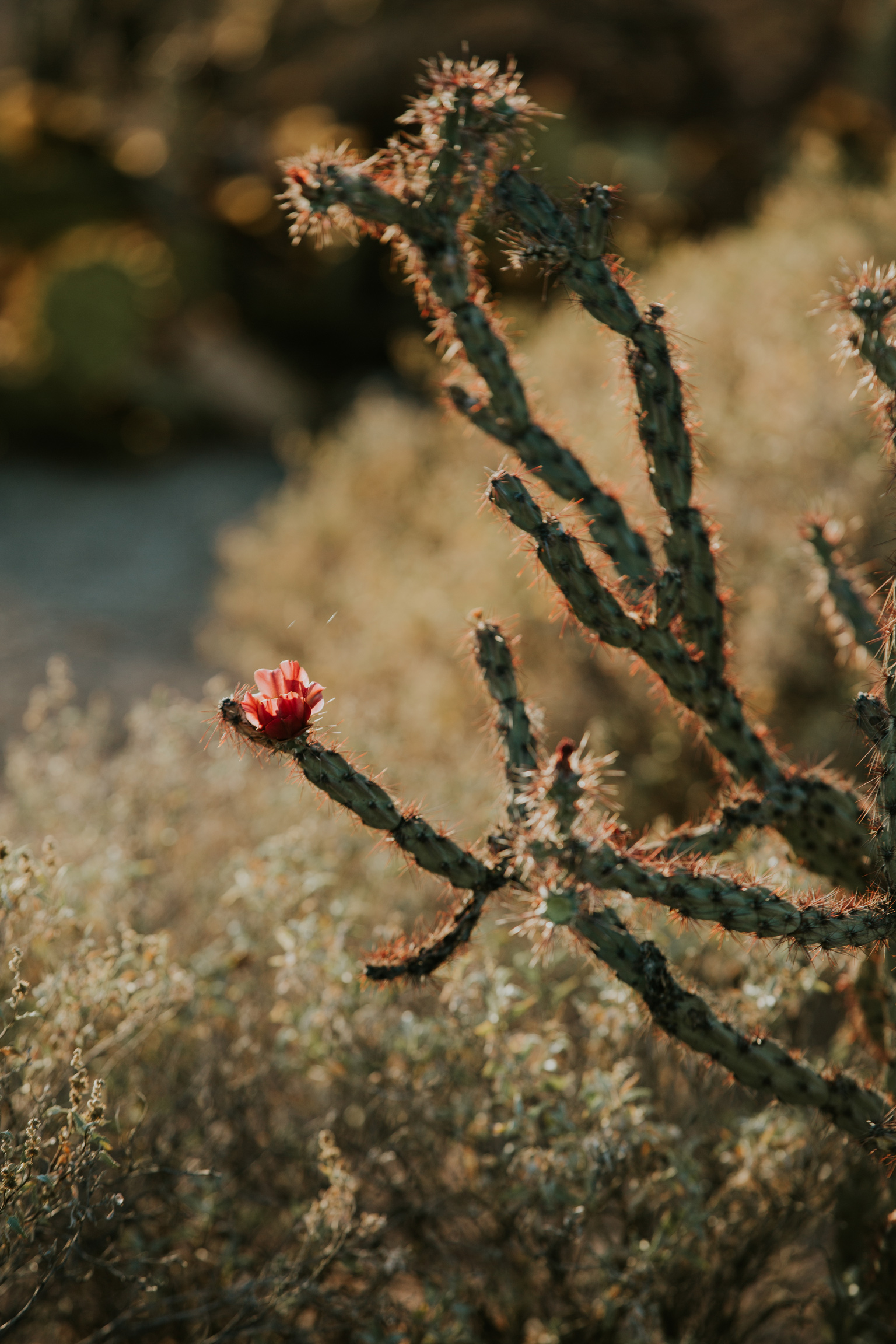 CindyGiovagnoli_Tucson_Arizona_Saguaro_National_Park_cactus_sunset_blooming_spring_sunset_petroglyphs_Native_American_indigenous-004.jpg