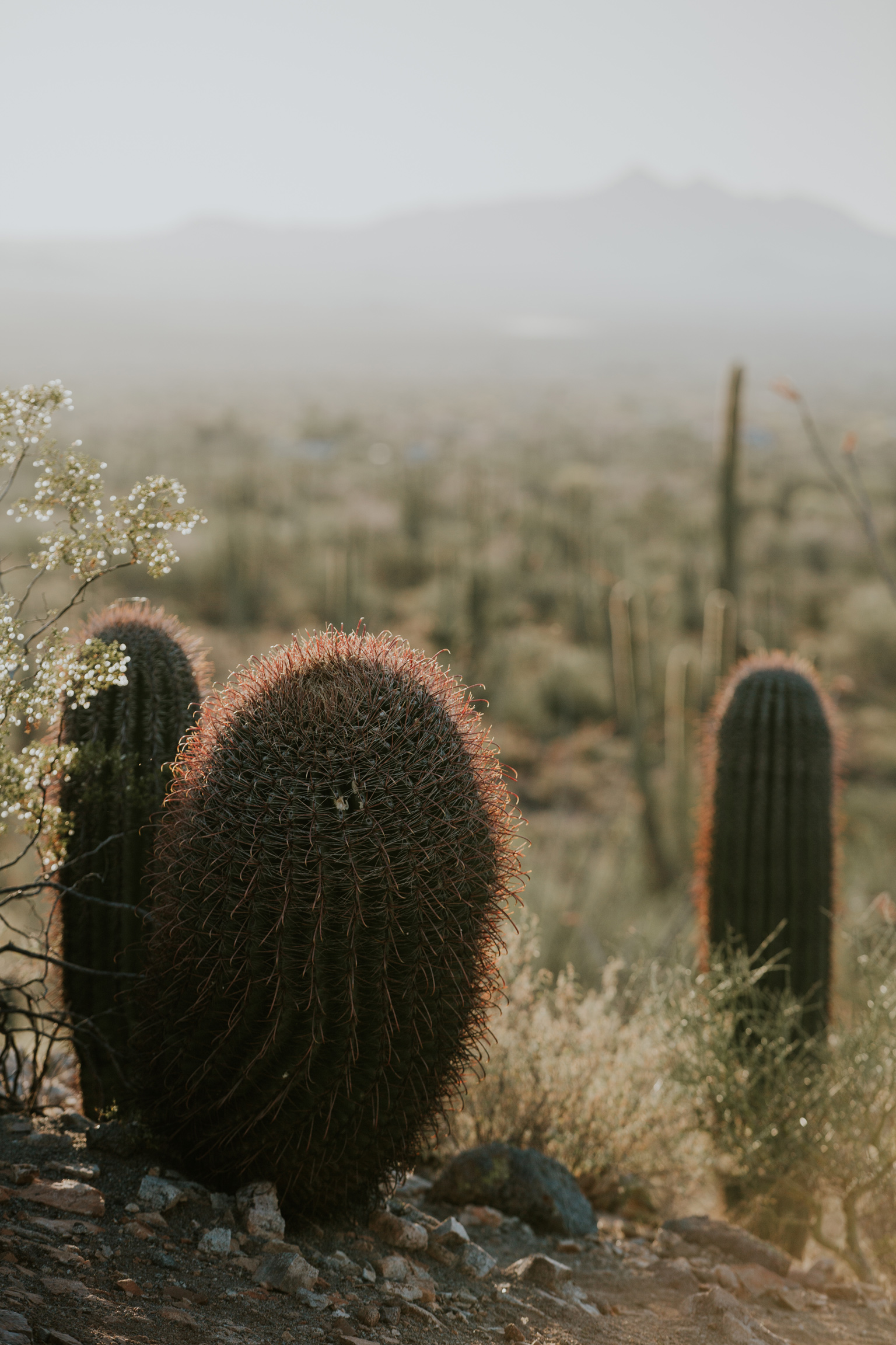 CindyGiovagnoli_Tucson_Arizona_Saguaro_National_Park_cactus_sunset_blooming_spring_sunset_petroglyphs_Native_American_indigenous-005.jpg