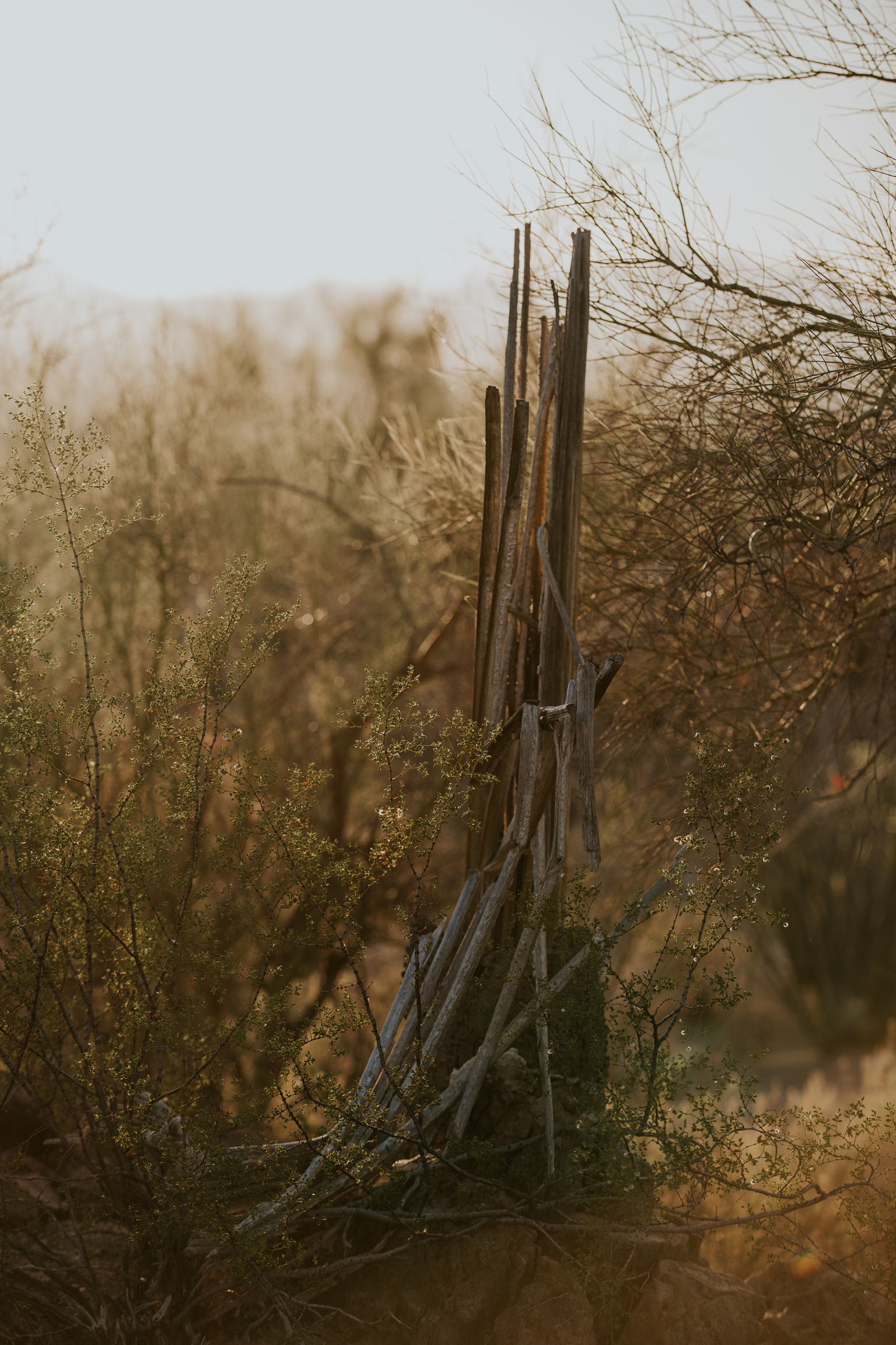 CindyGiovagnoli_Tucson_Arizona_Saguaro_National_Park_cactus_sunset_blooming_spring_sunset_petroglyphs_Native_American_indigenous-008.jpg