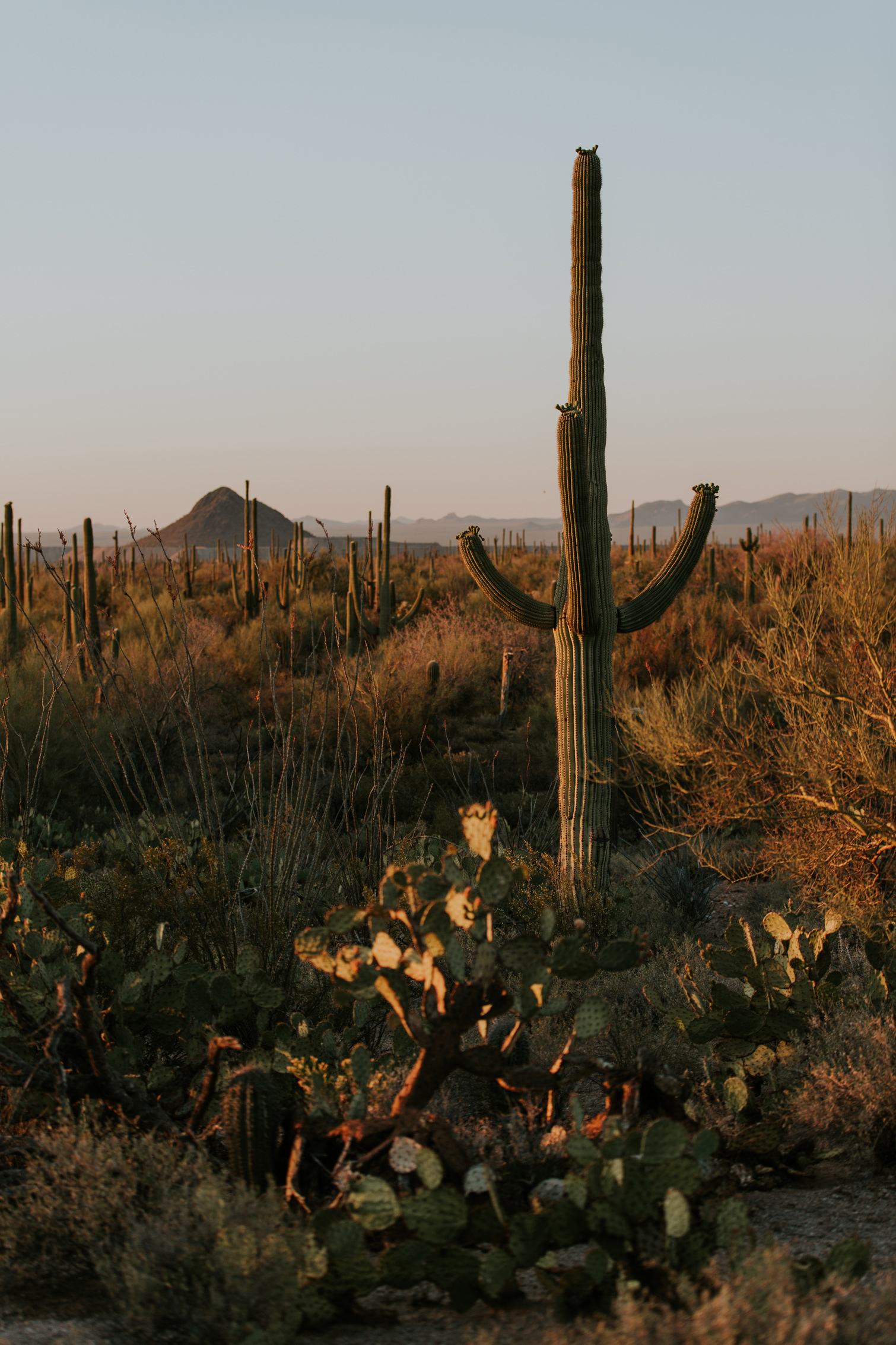 CindyGiovagnoli_Tucson_Arizona_Saguaro_National_Park_cactus_sunset_blooming_spring_sunset_petroglyphs_Native_American_indigenous-009.jpg