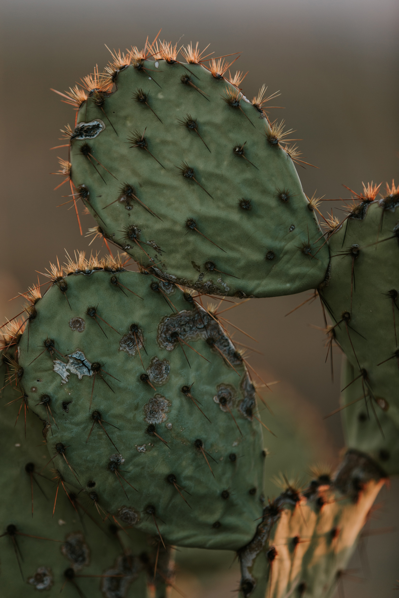 CindyGiovagnoli_Tucson_Arizona_Saguaro_National_Park_cactus_sunset_blooming_spring_sunset_petroglyphs_Native_American_indigenous-010.jpg