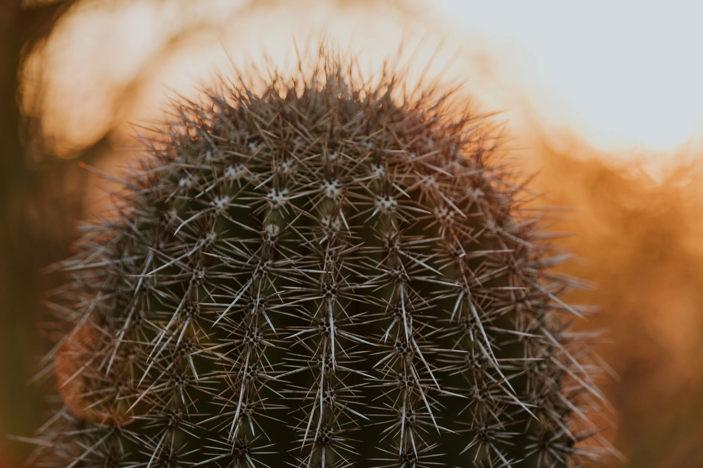 CindyGiovagnoli_Tucson_Arizona_Saguaro_National_Park_cactus_sunset_blooming_spring_sunset_petroglyphs_Native_American_indigenous-012.jpg